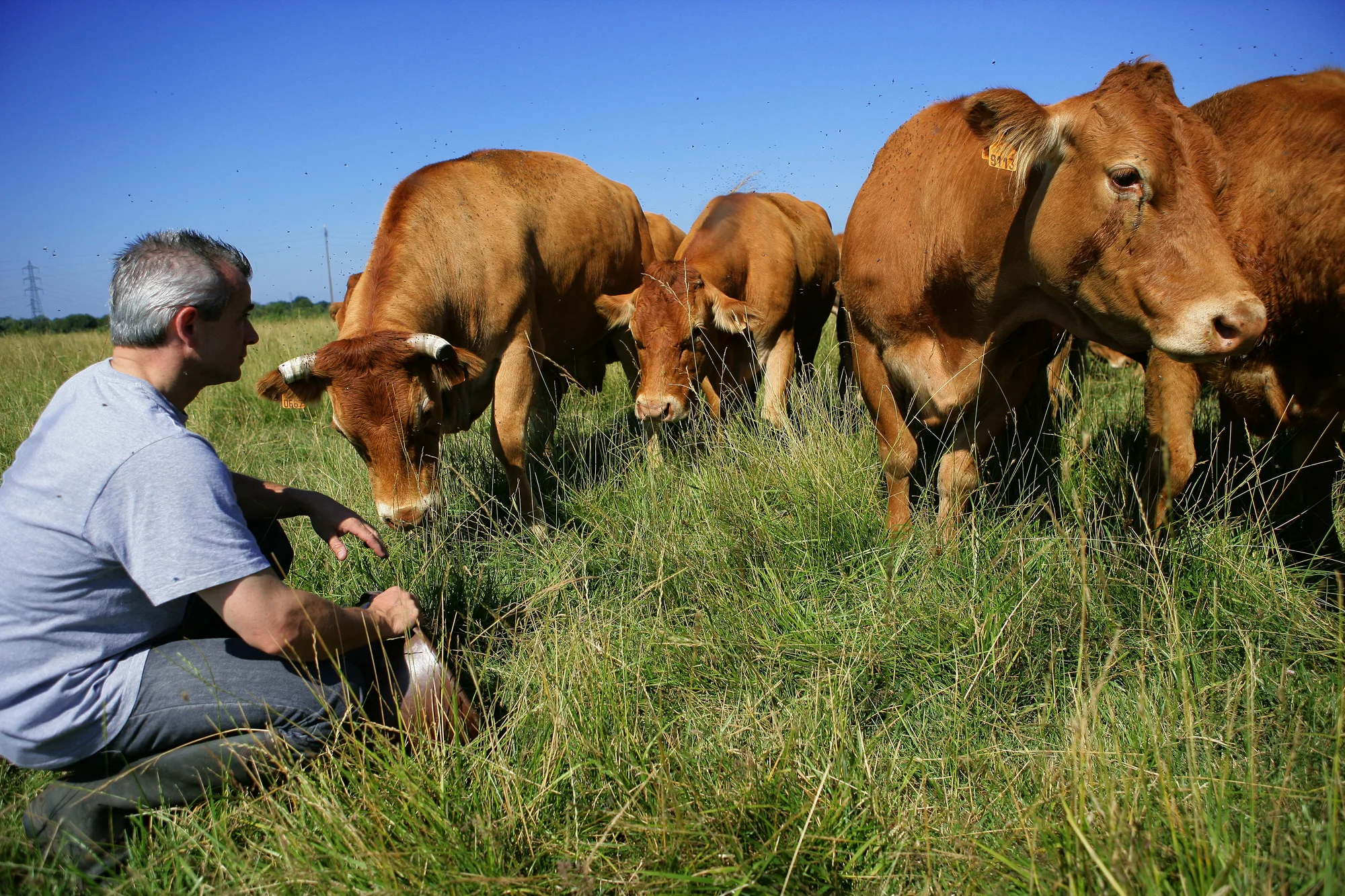 Grass and cows.jpg