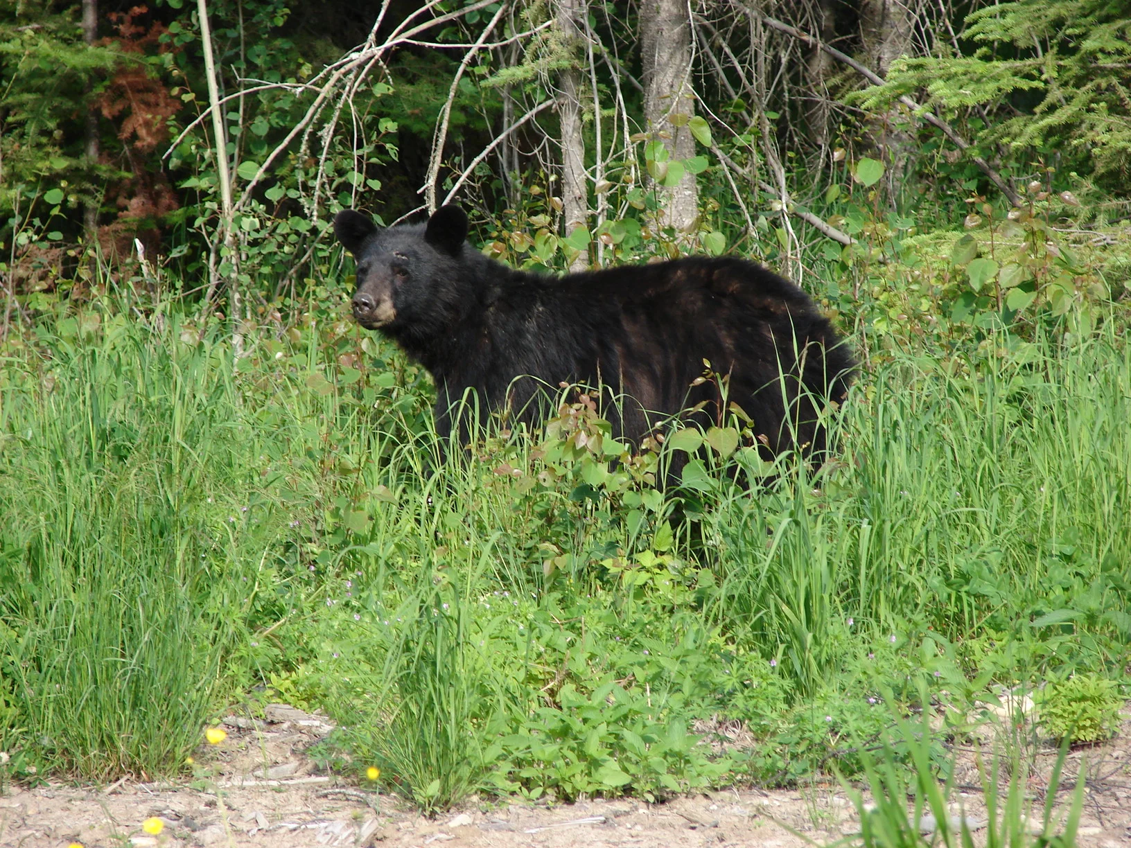 June 2007 023.jpg