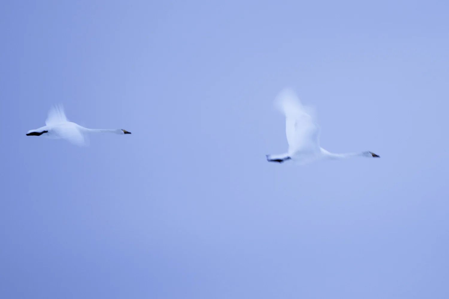 _DSF7695.jpg