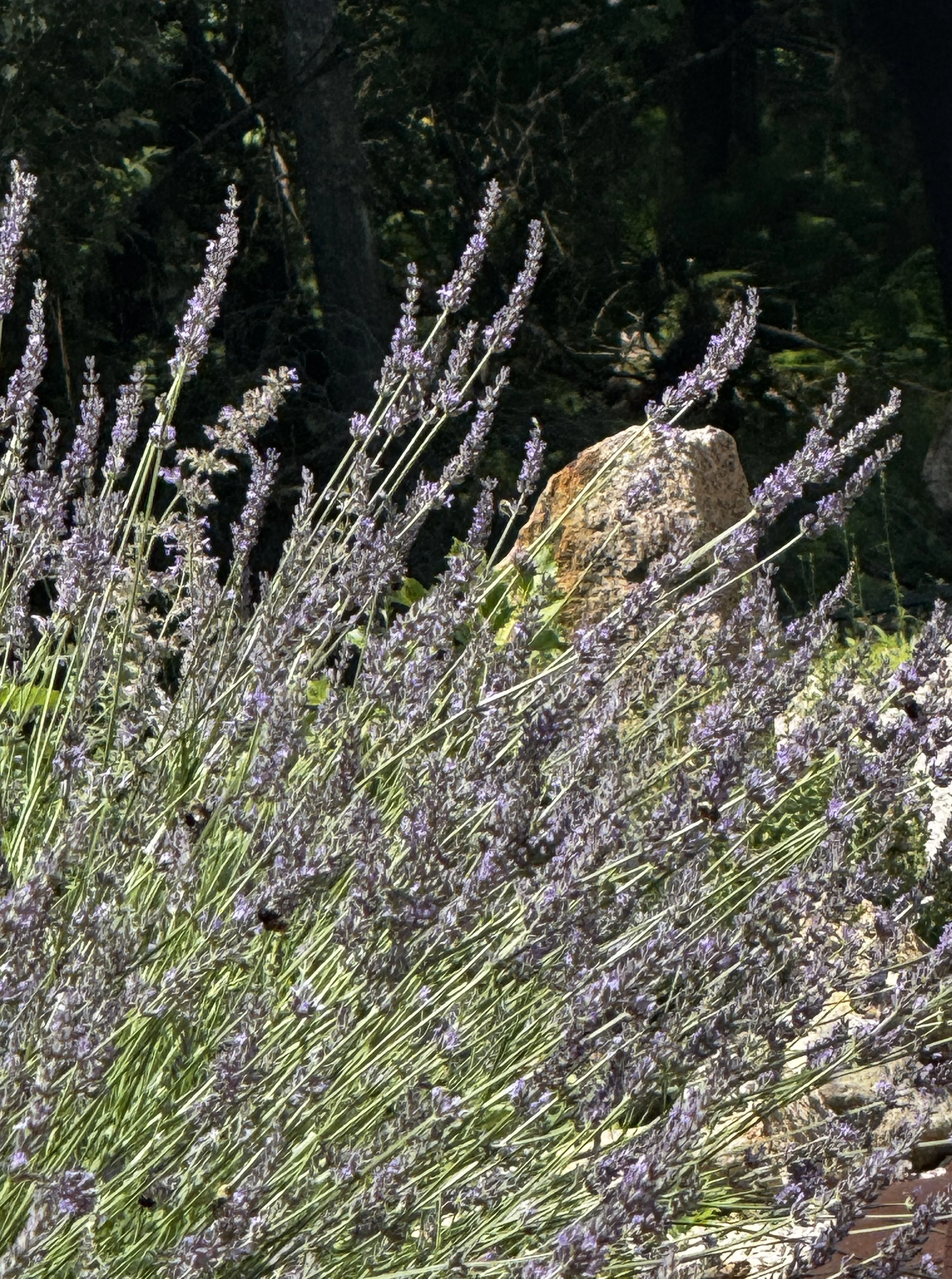 IMG_2602.jpeg