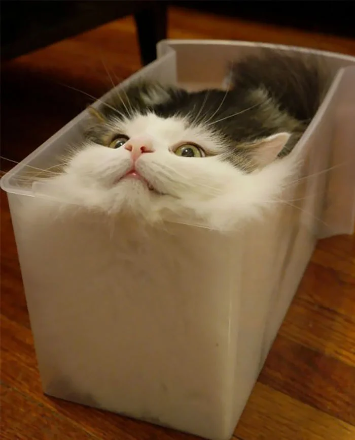 LIQUID CATS