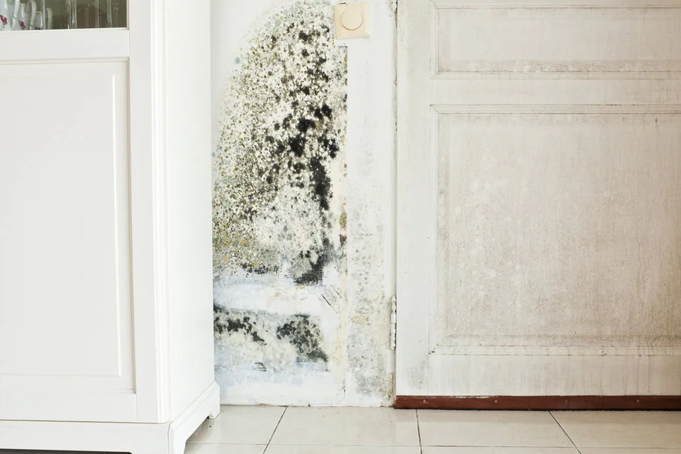 Mold...Now What?
