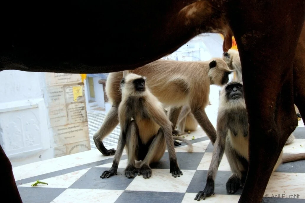 Monkeys_Eyeing_Cow_Milk_India_Anil.JPG