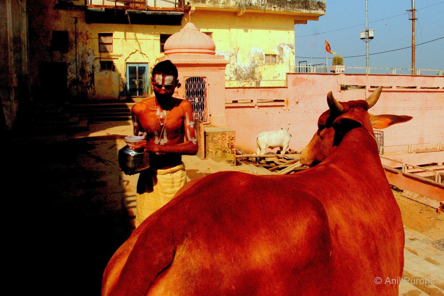 A Hindu Priest and the curious cow in Ayodhya.JPG