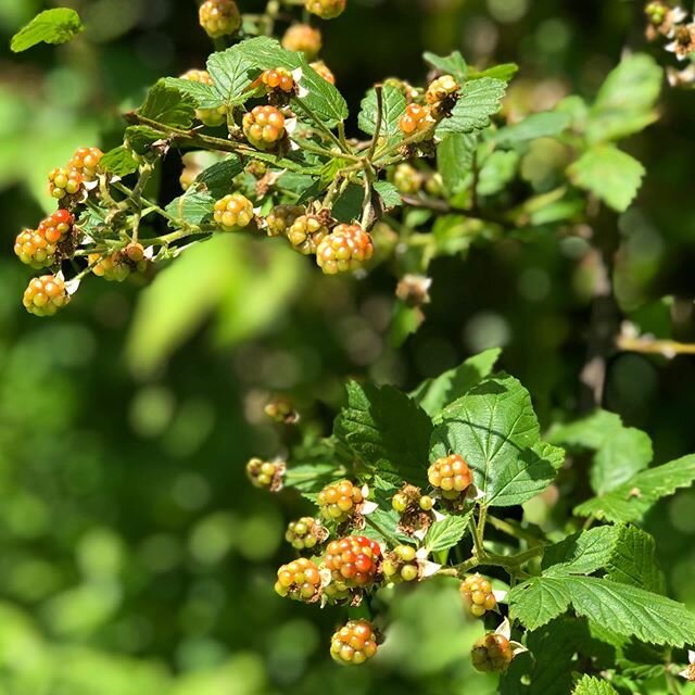 Just starting to blush. #backyardblackberries #blackberries