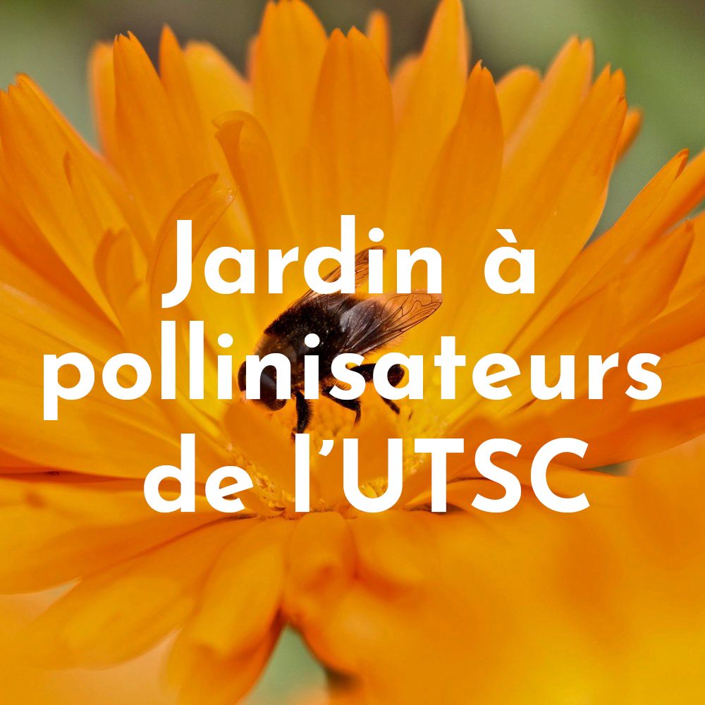 Jardin-à-pollinisateurs-de-l’UTSC.png