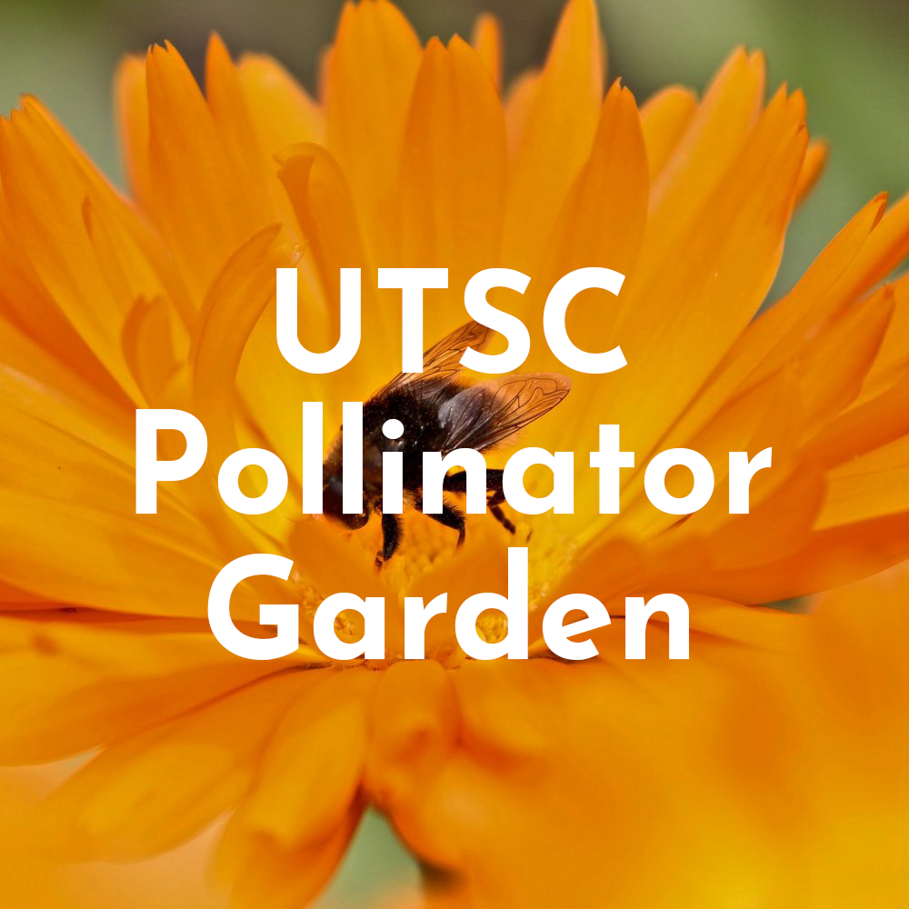 Pollinator-Garden.png