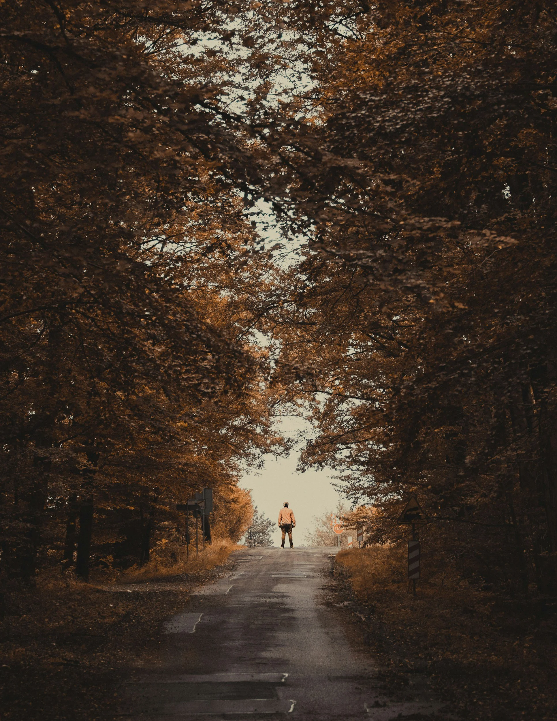 A person walks down a deserted road surrounded by tall trees with brown leaves, creating an arching canopy overhead during autumn.