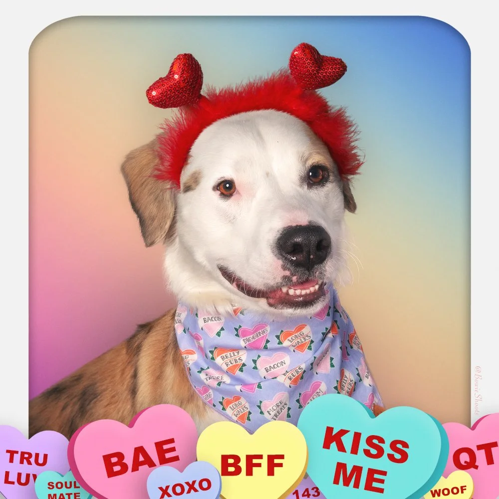 Tig-ValentinesDay_SQ.jpg