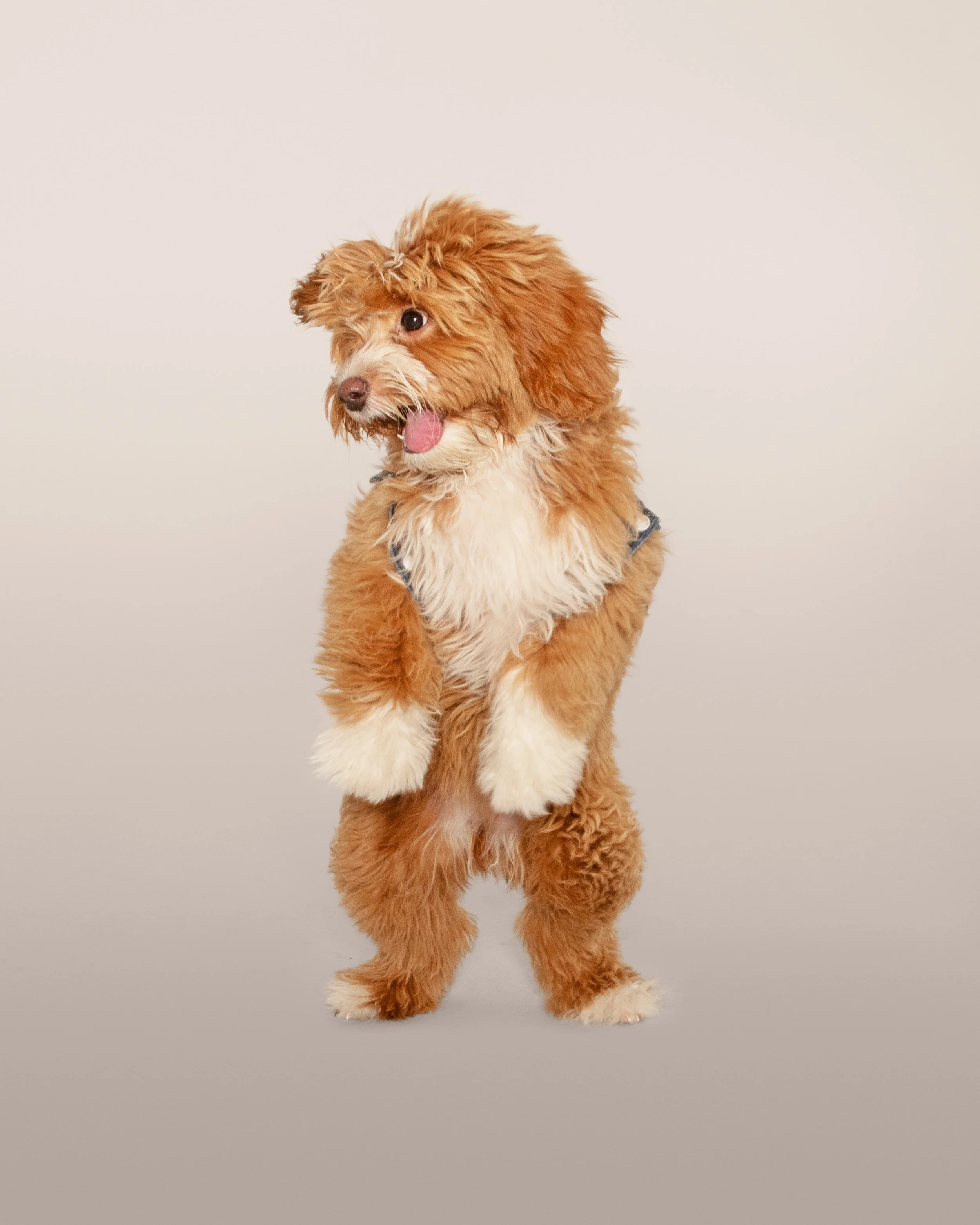 Rory_Outtake-8x10.jpg