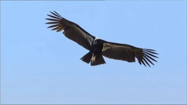 ENW_CONDOR FLEDGING CLIP