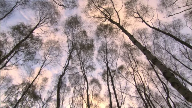 Winter woods sequence