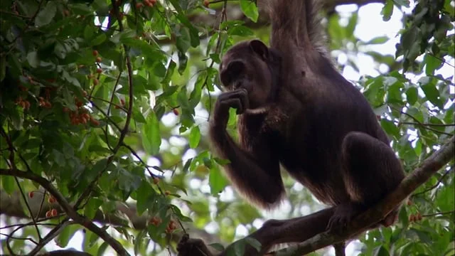 AFRICA FRUITING TREE