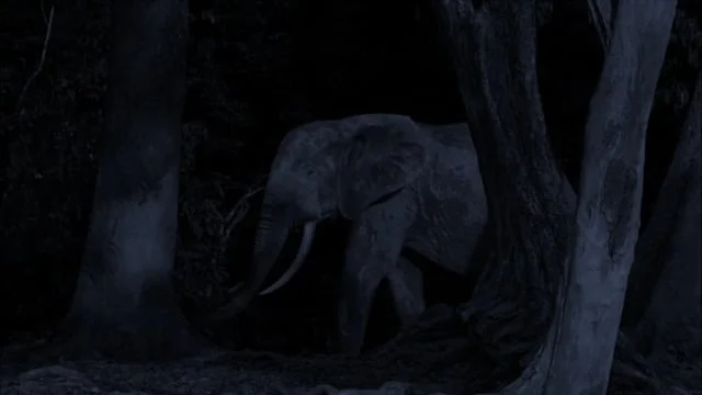 AFRICA FOREST ELEPHANTS