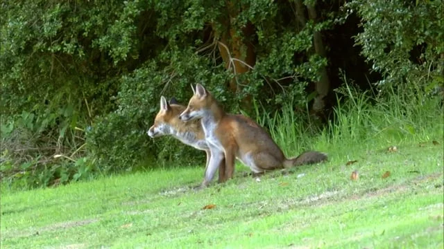 HELIGAN FOXES AND OWL CLIP