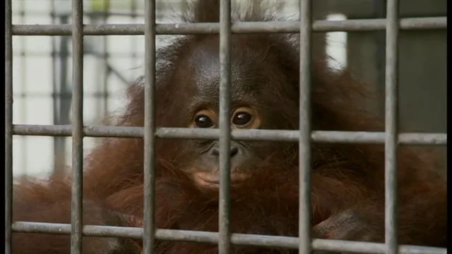ORANGS IN CAPTIVITY