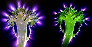 kirlian-brocolli-2.jpg