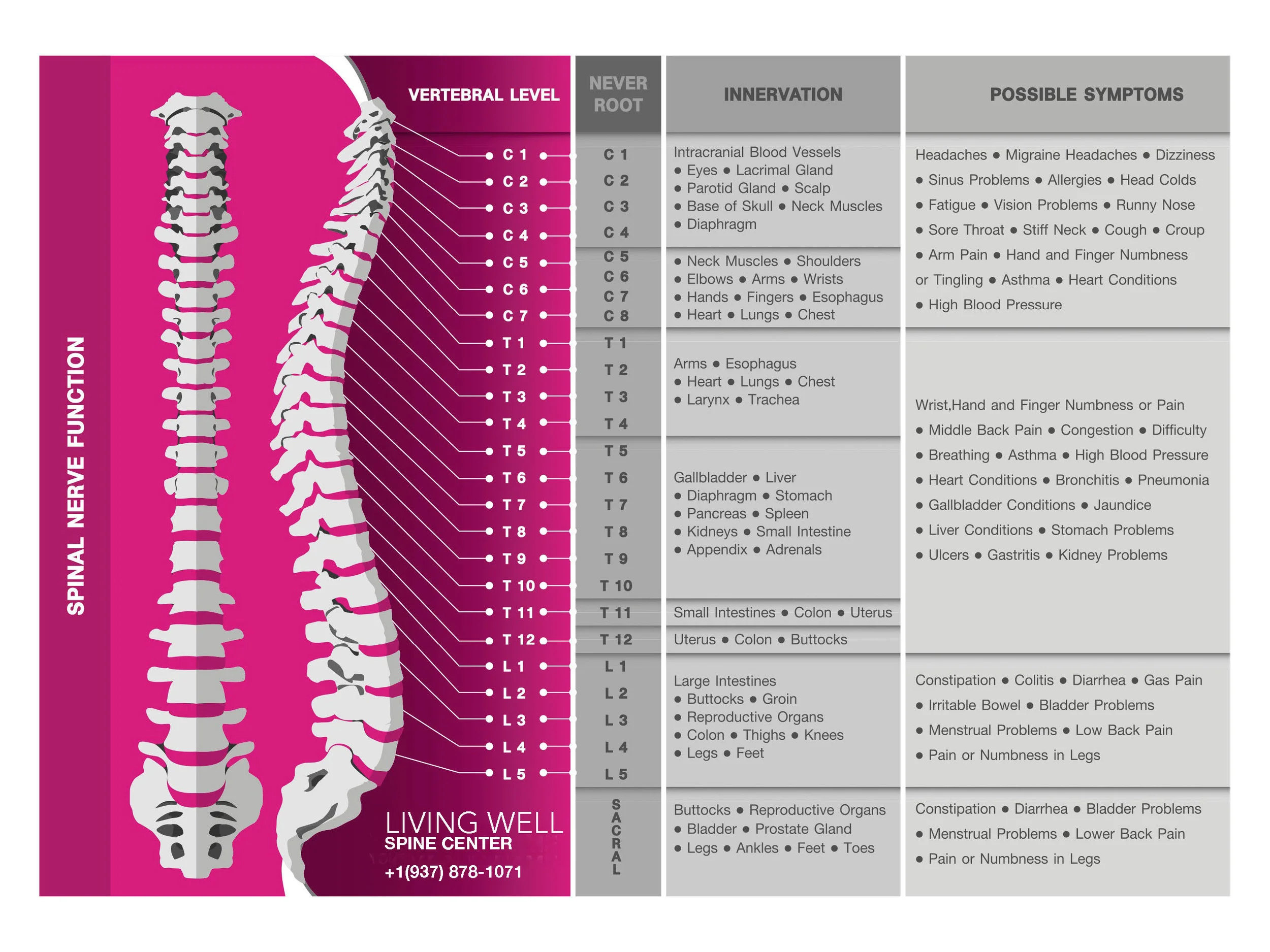Autonomic Nervous system.jpg