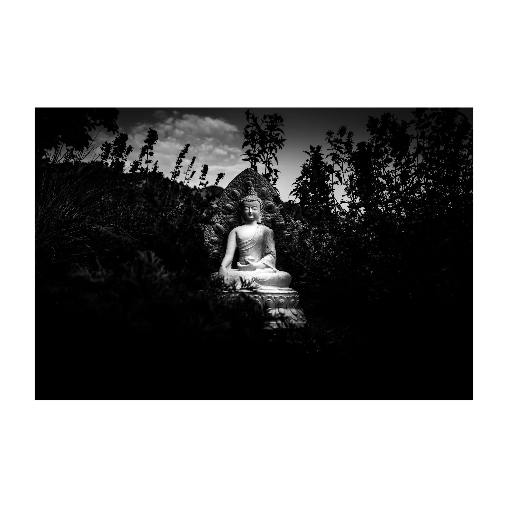 buddha in garden - boxed.jpg