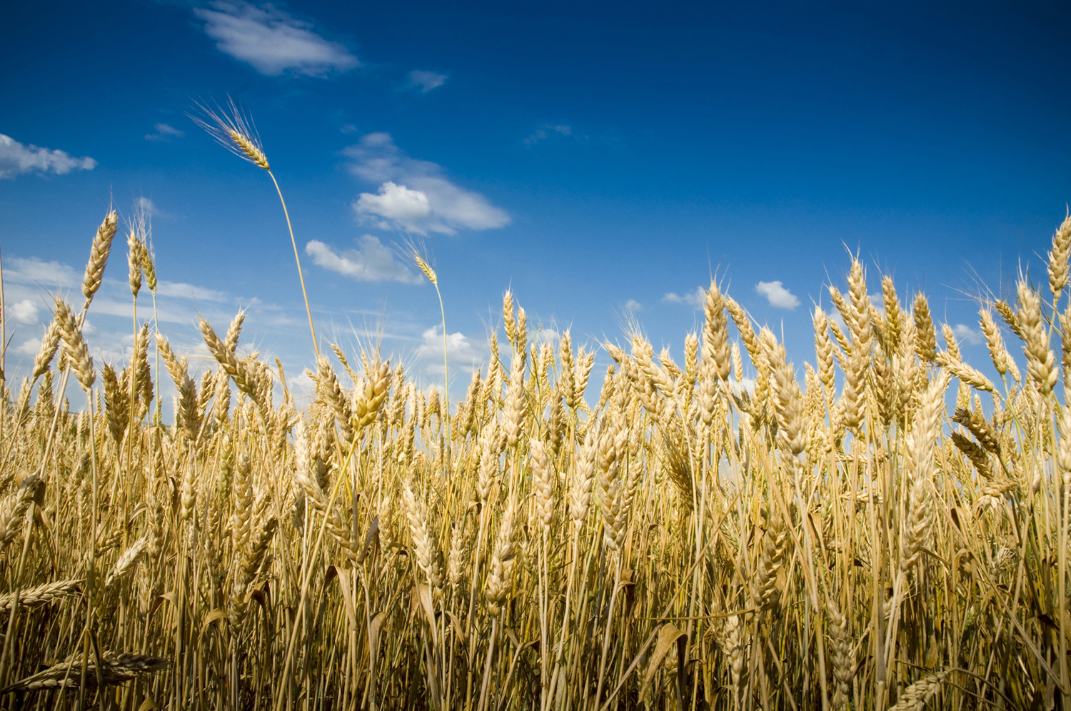 iStock_13570343_XLARGE.jpg