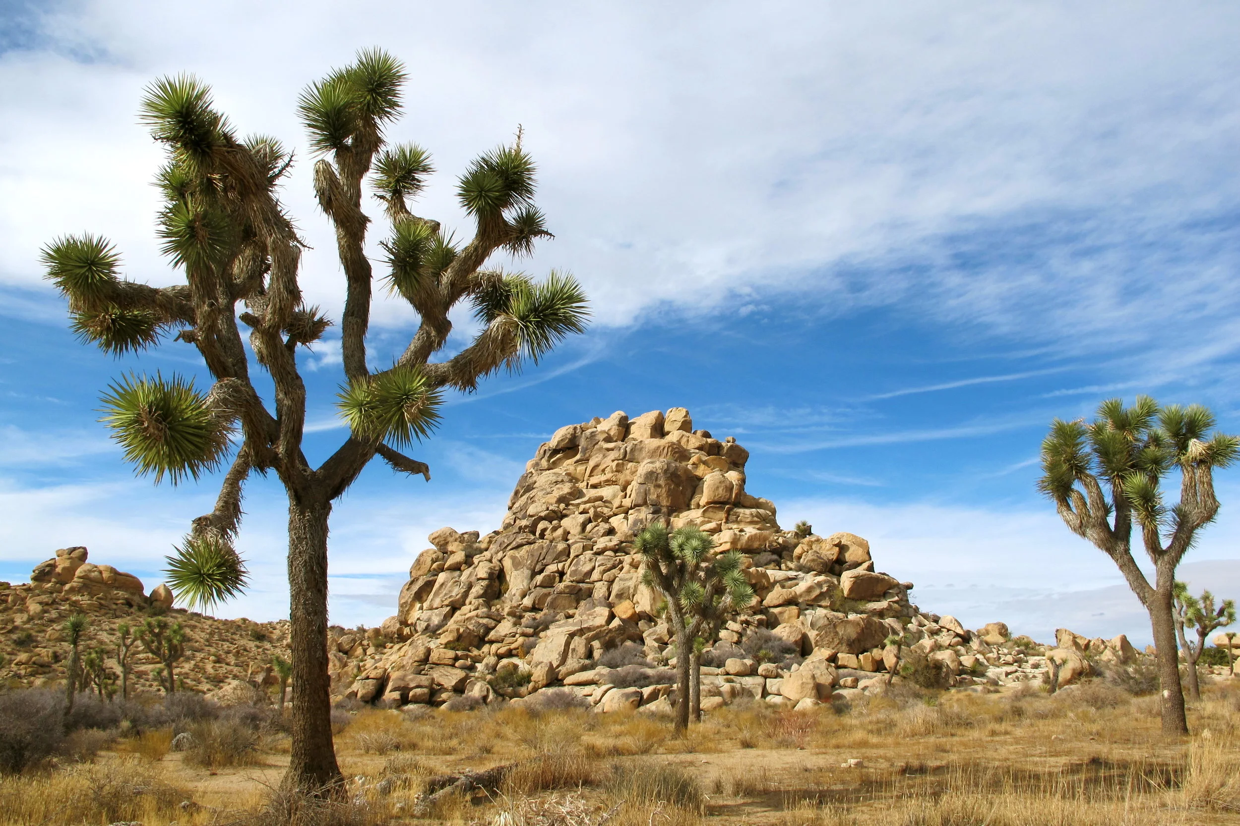 JOSHUA TREE NAT’L PARK - CALIFORNIA 