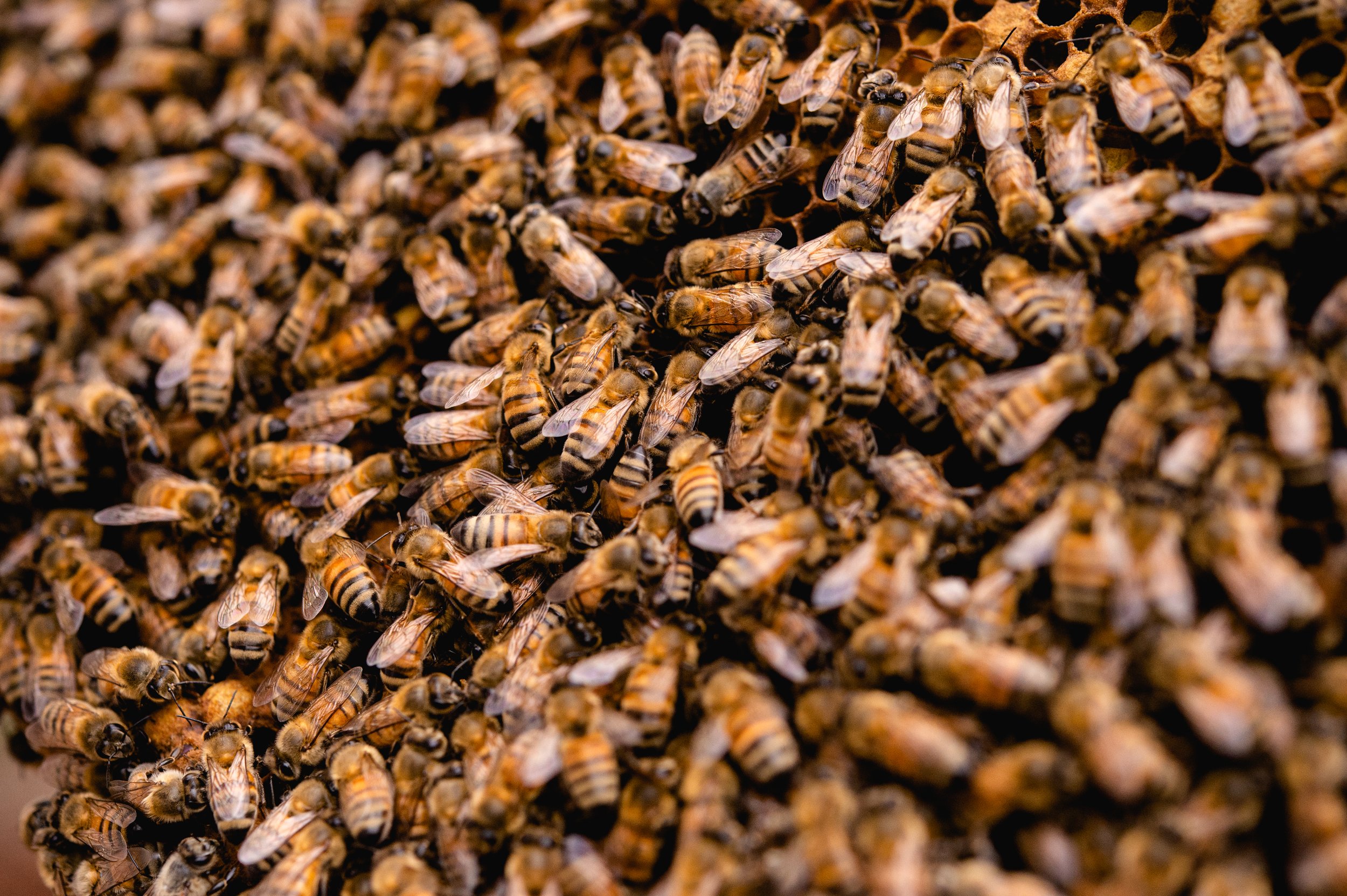  A frame of honeybees after being transported to a new home. Birmingham, AL. 2020. 