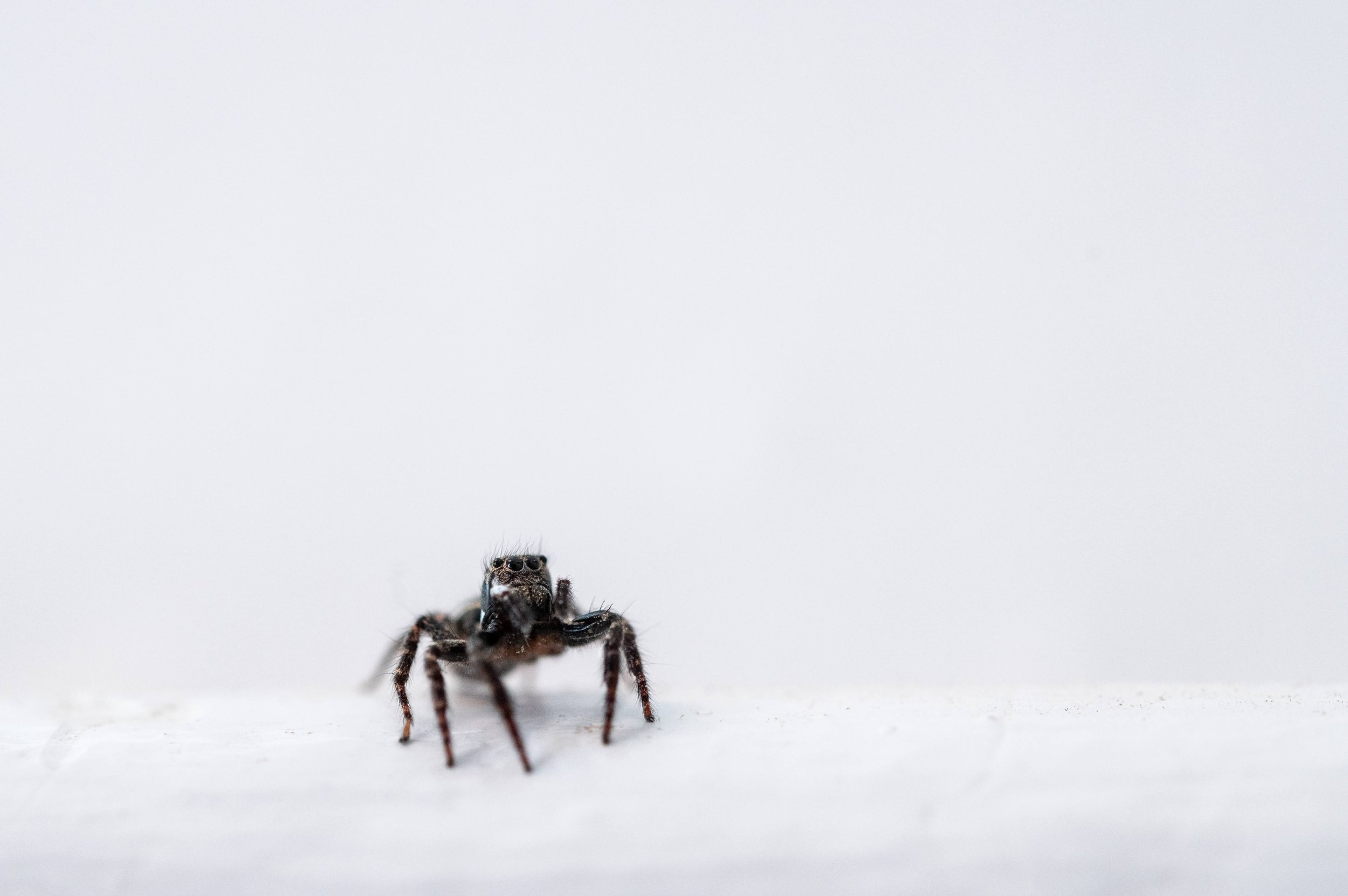  A macro image of a jumping spider on a windowsill. Birmingham, AL. 2020. 