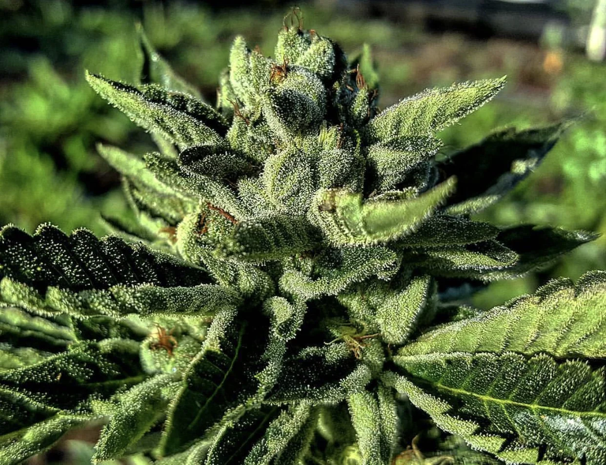 greenislandgrowerscookies.jpg