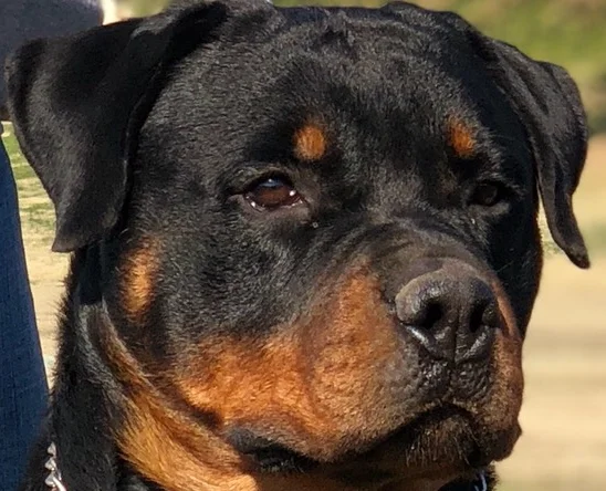short snout rottweiler