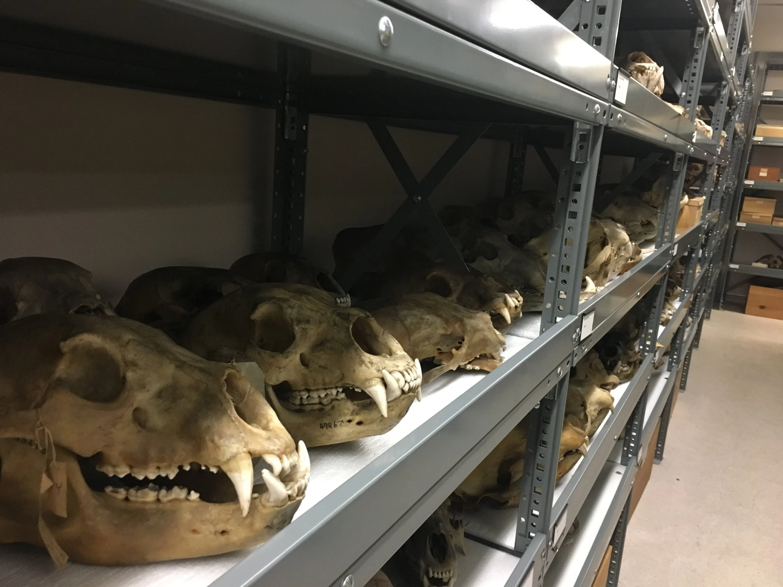 Grizzly skulls at the Museum of Vertebrate Zoology, UC Berkeley.