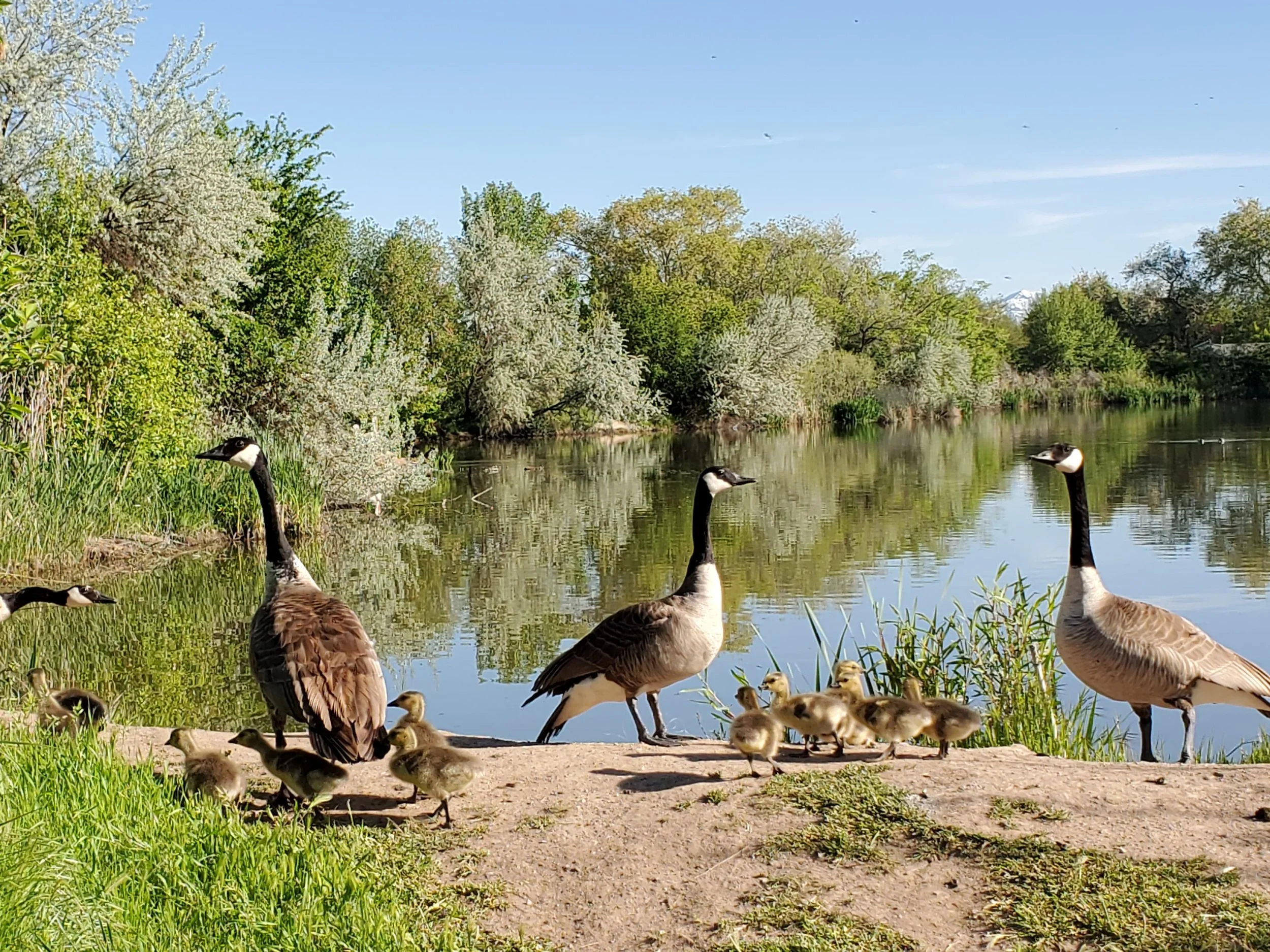 davis school district spring break