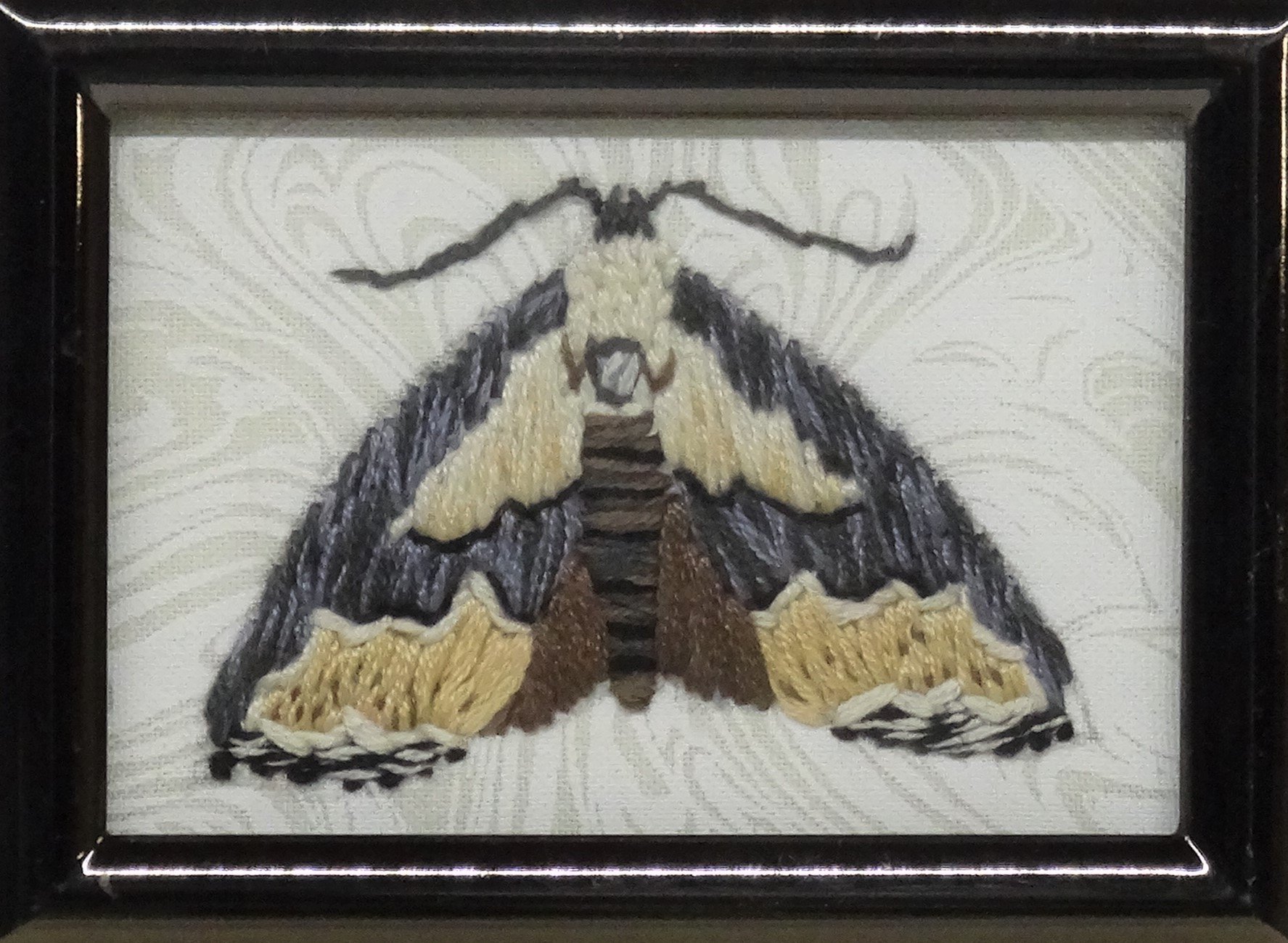 Thin-winged Owlet Moth (Nigetia formosalis)