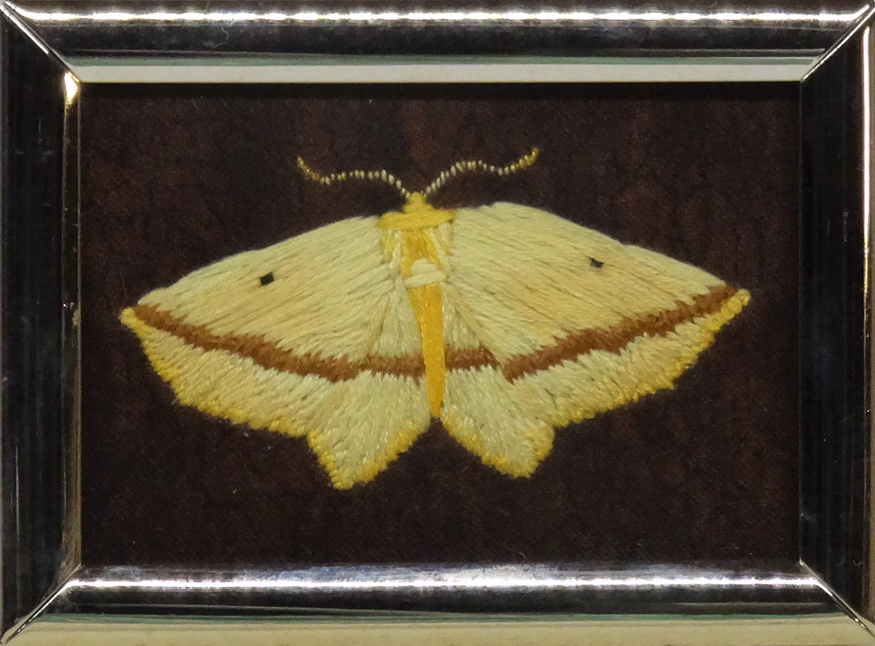 Yellow Slant-line Moth (Tetracis crocallata)