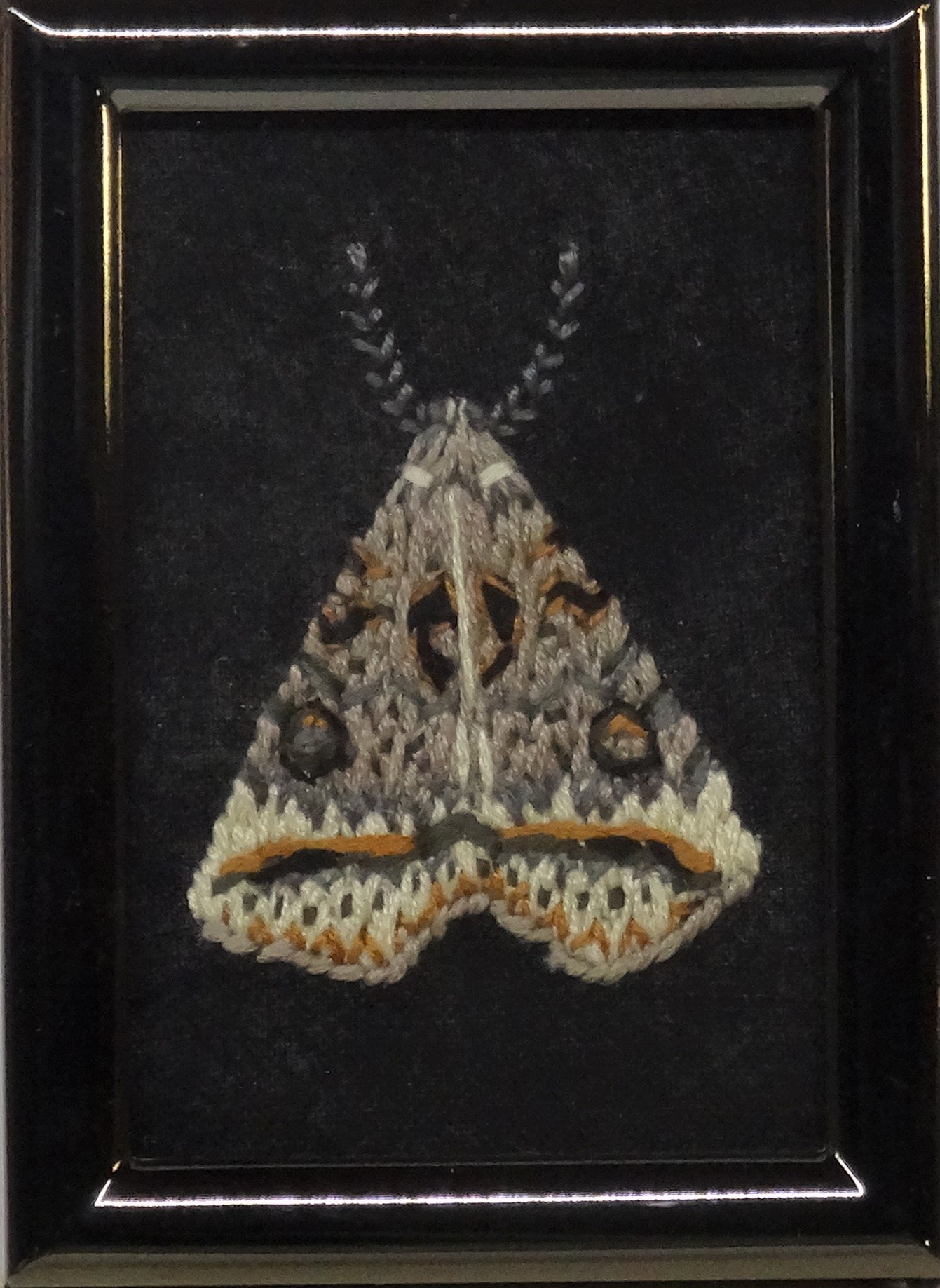 Black Bit Moth (Celiptera frustulum)