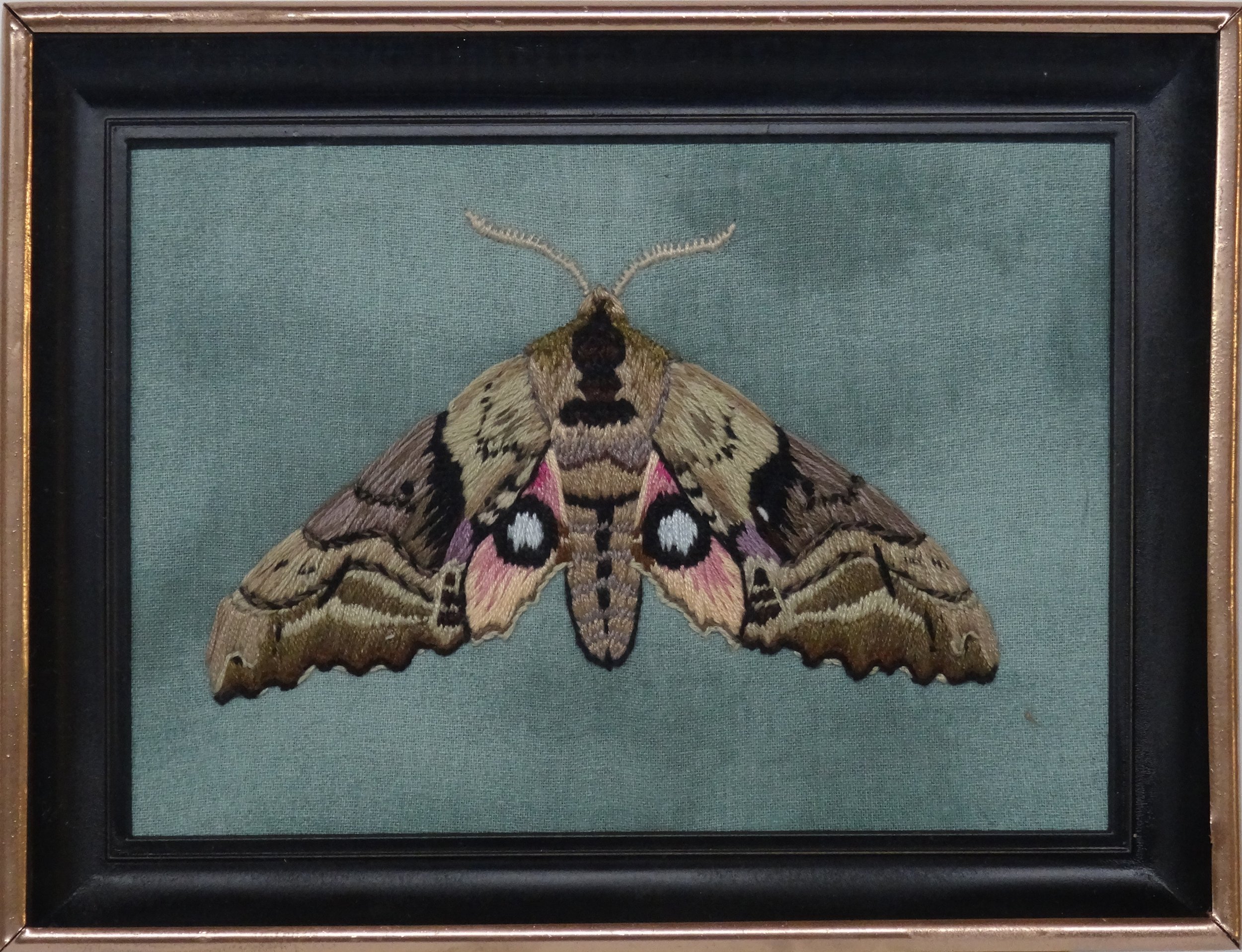 Blinded Sphinx Moth (Paonias excaecatus)