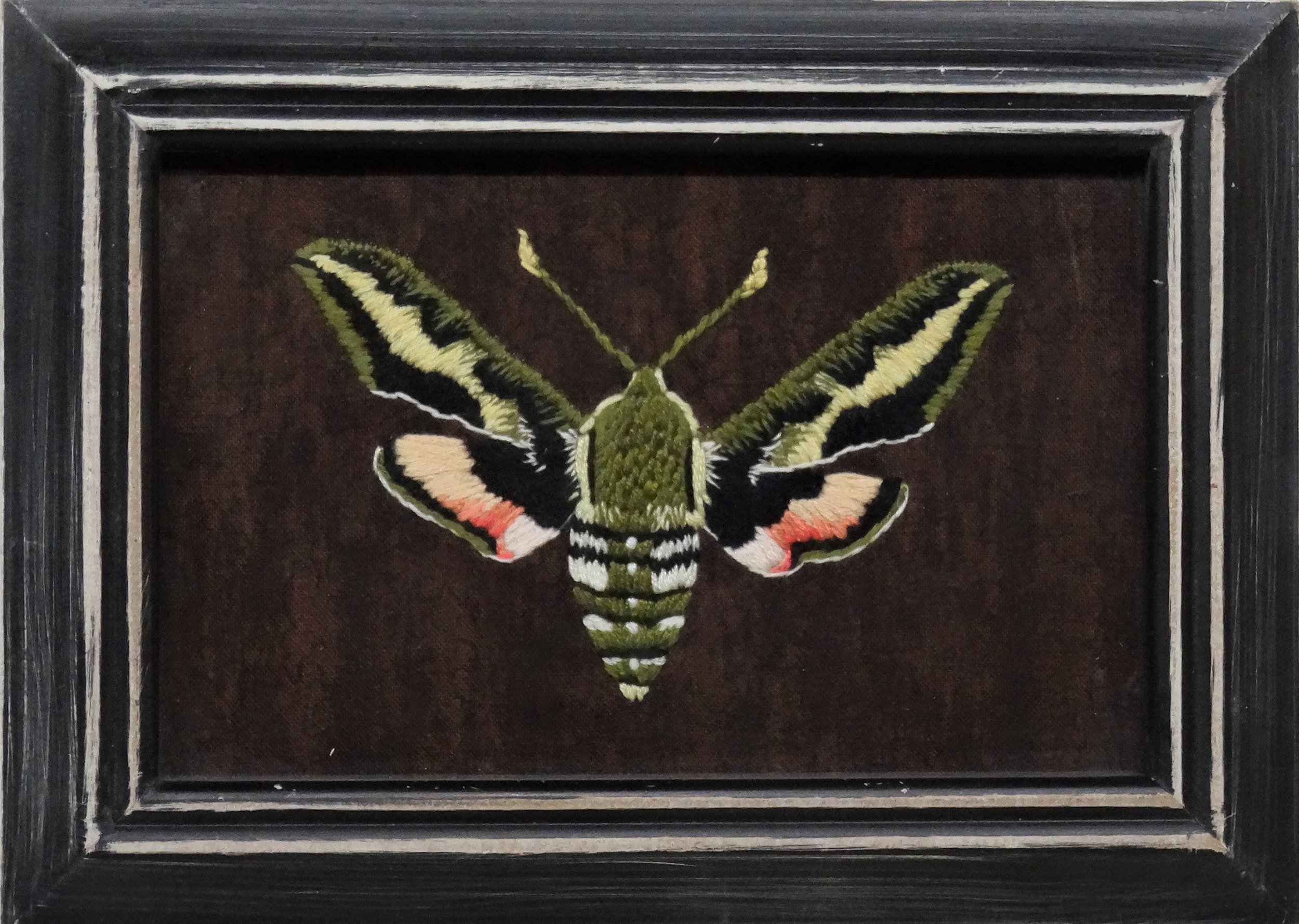 Bedstraw Hawk Moth (Hyles gallii)