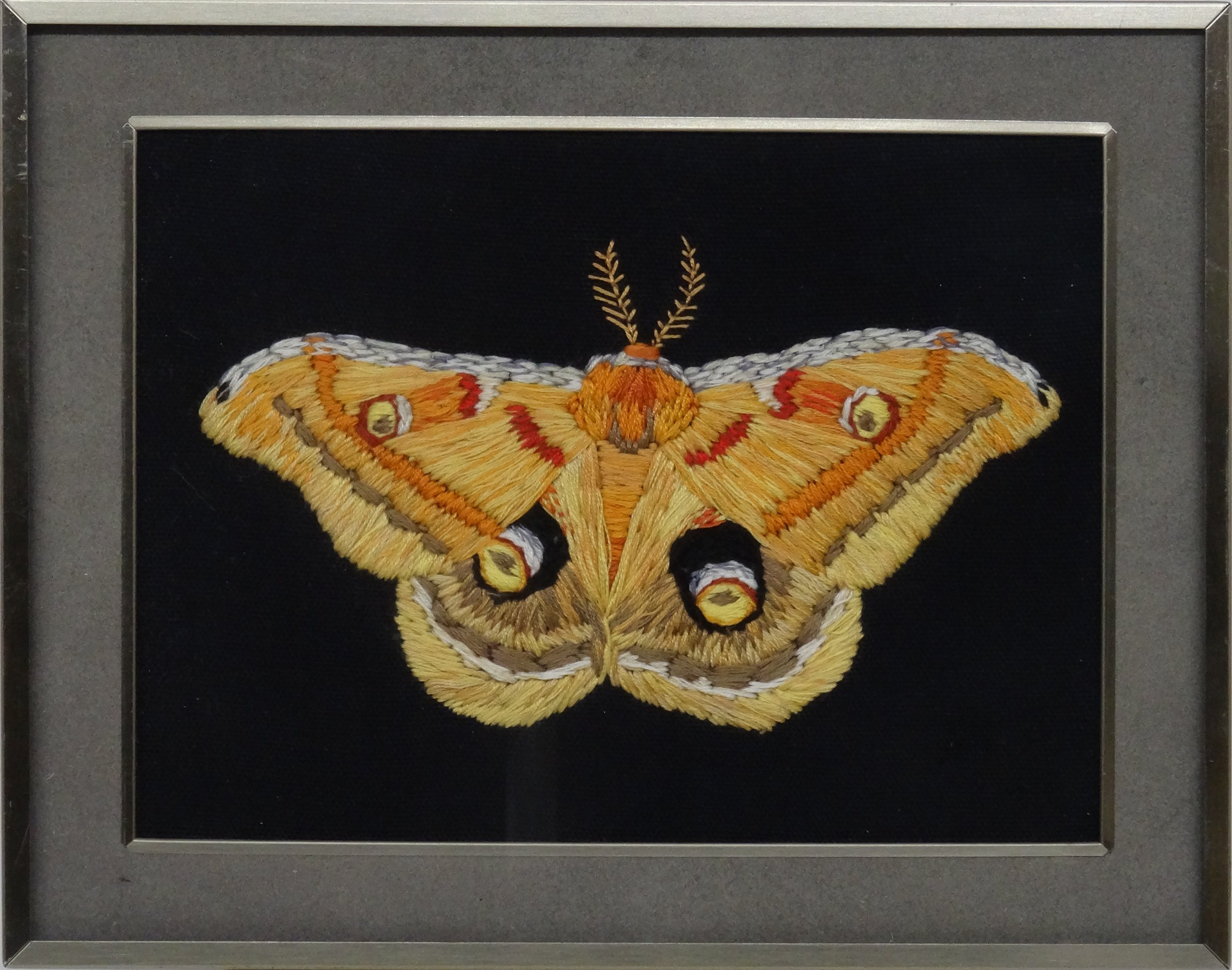 Polyphemus Silk Moth (Antheraea polyphemus)