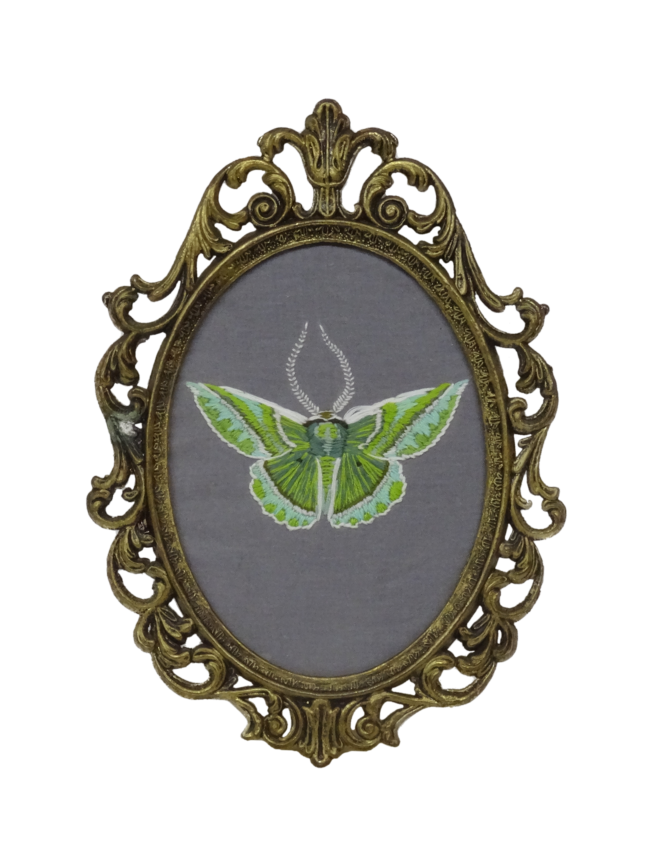 Showy Emerald Moth (Dichorda iridaria)