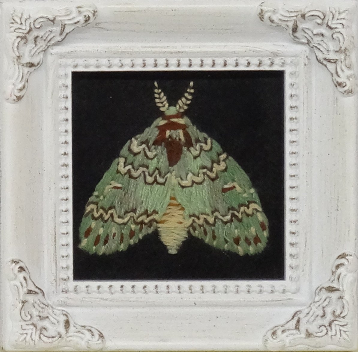 Wavy-lined Heterocampa Moth (Heterocampa biundata)