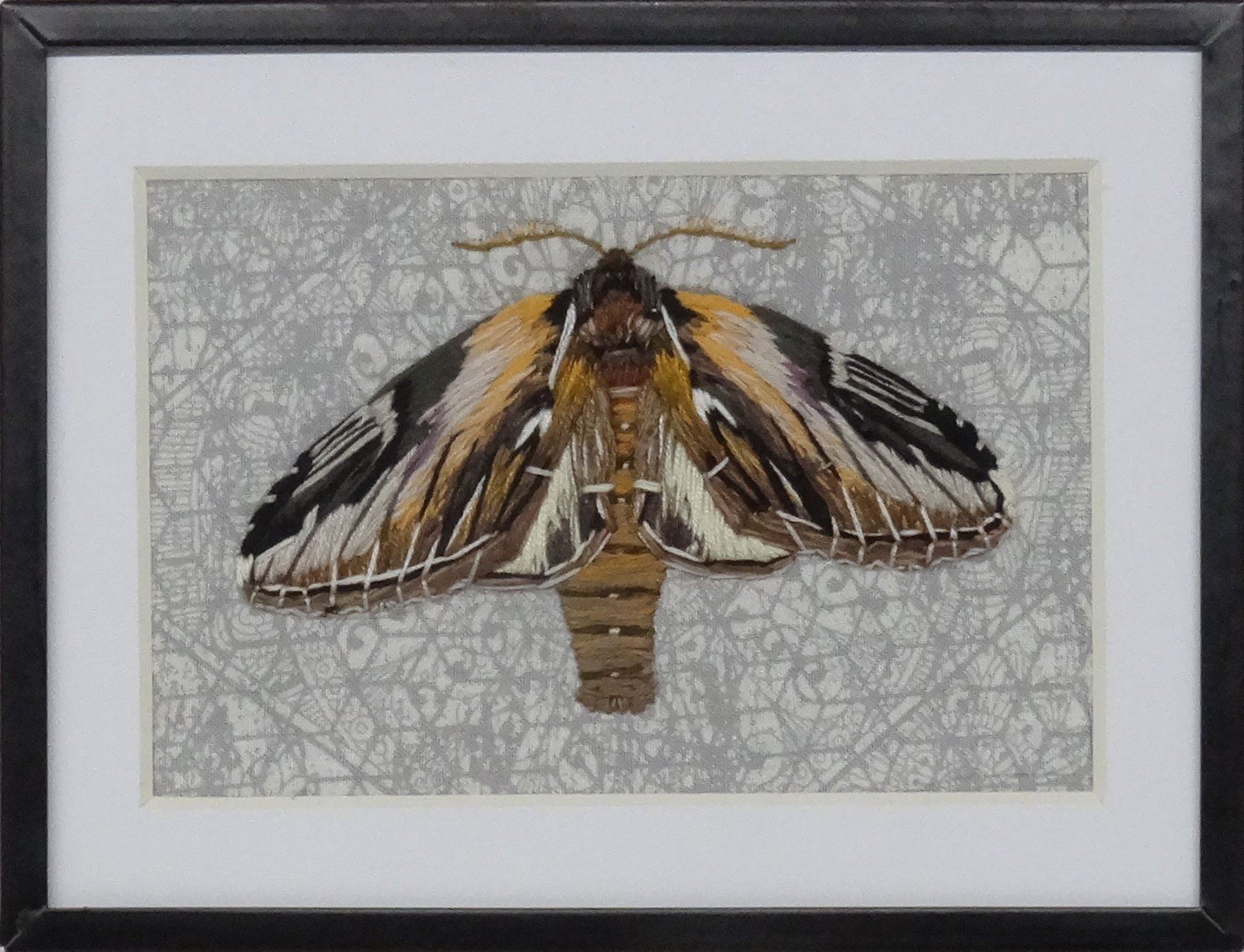 Black-rimmed Prominent Moth (Pheosia rimosa)