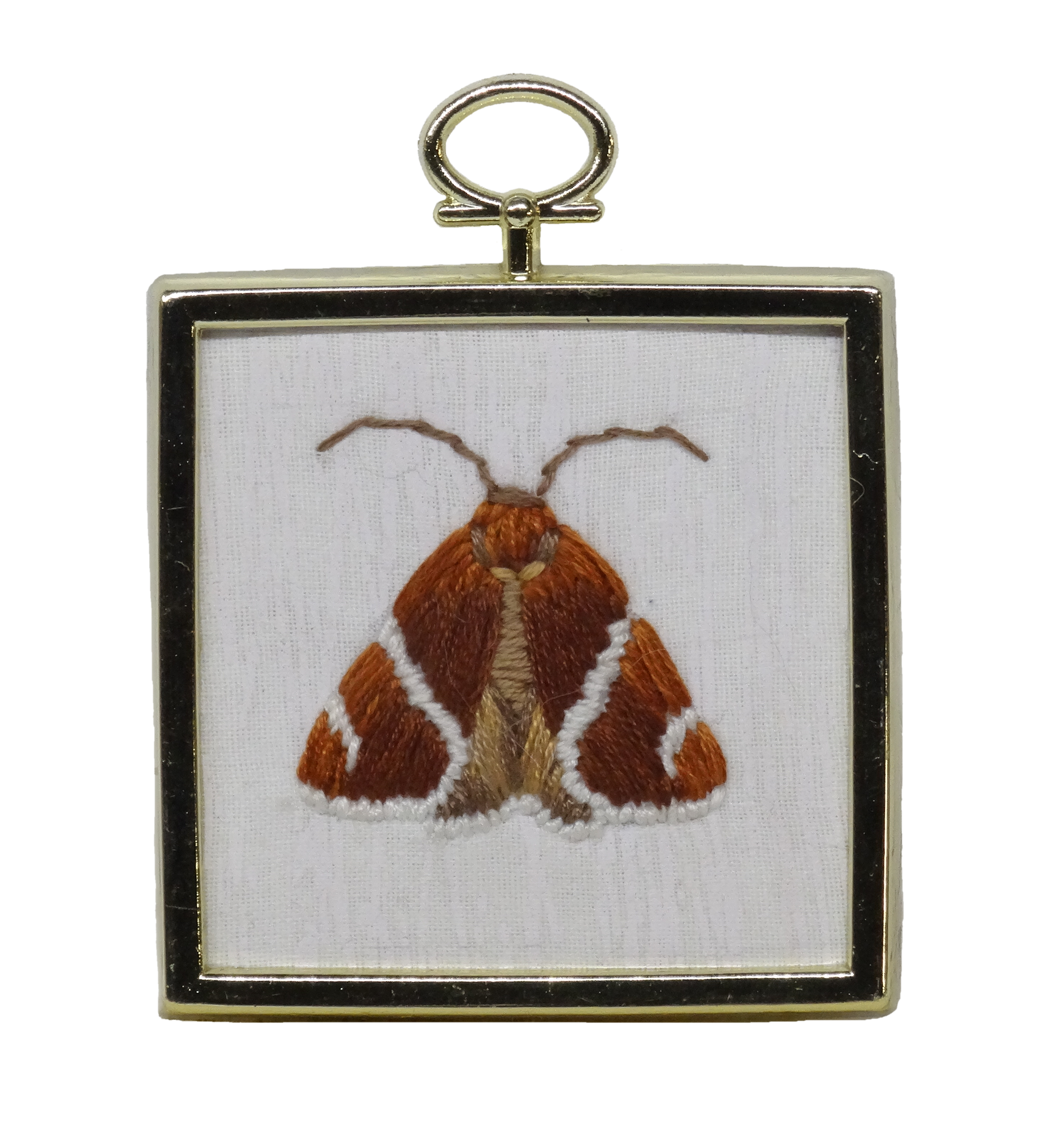 Short-lined Chocolate Moth (Argyrostrotis anilis)
