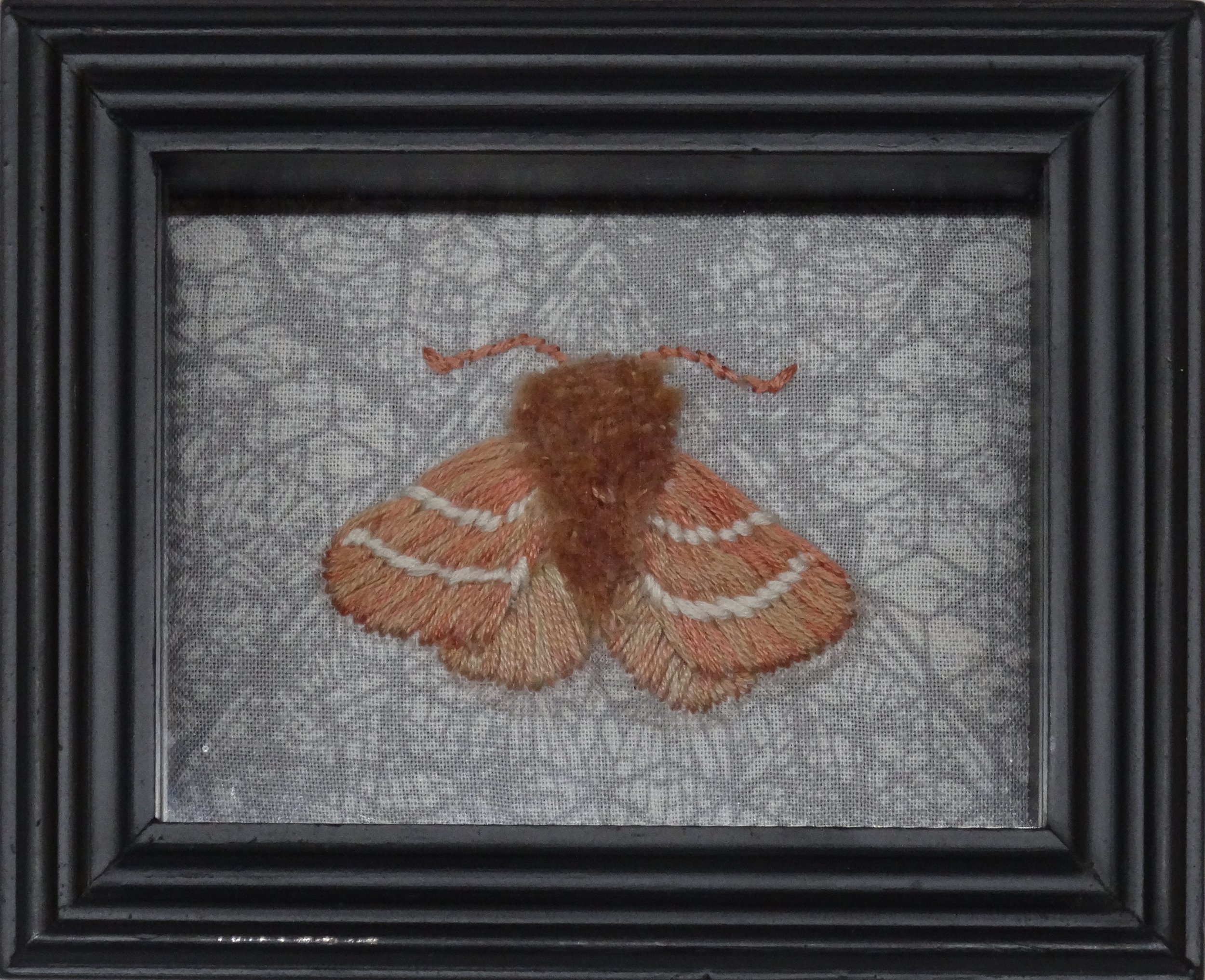 Eastern Tent Catepillar Moth (Malacosoma americana)