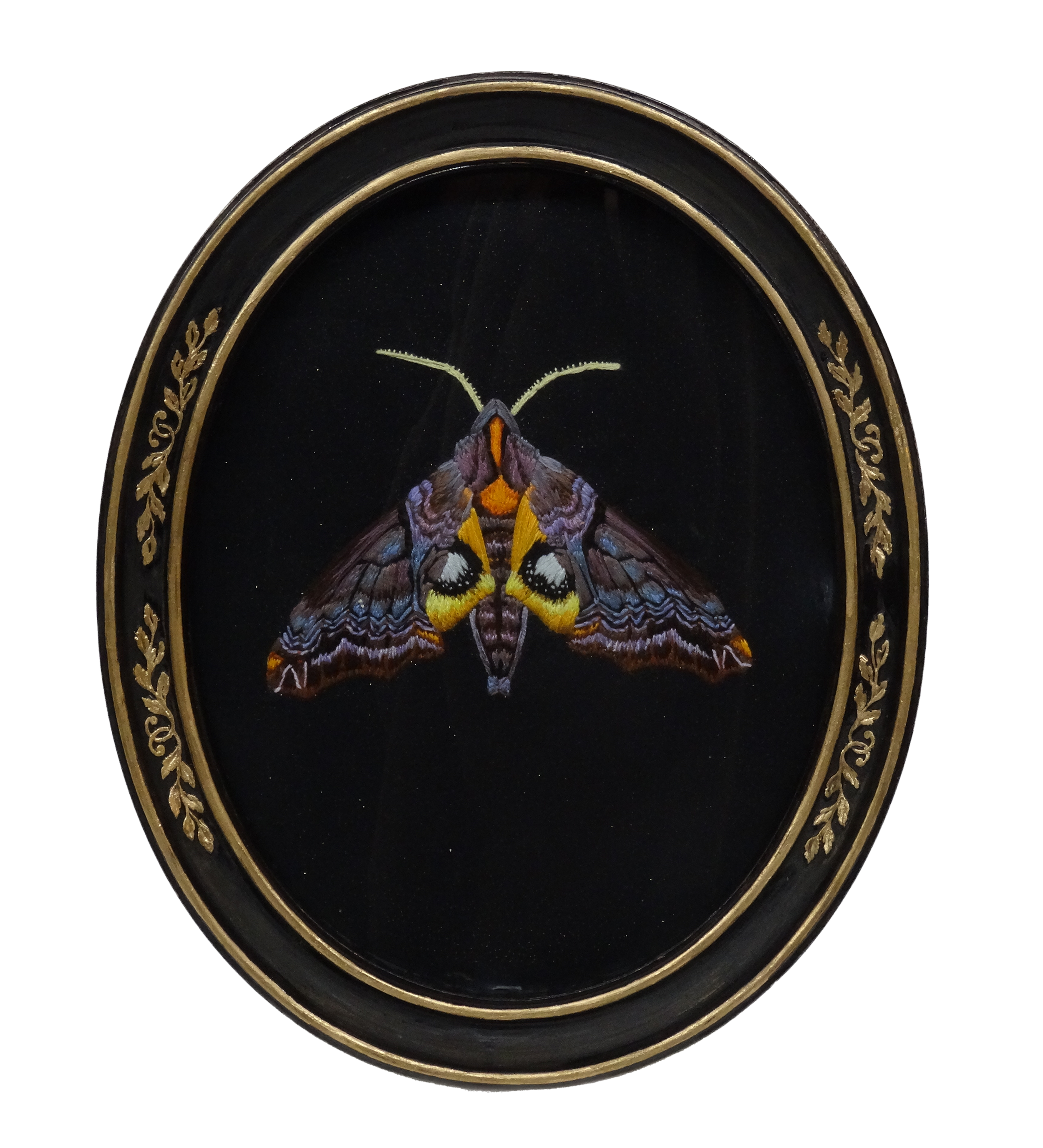 Small-eyed Sphinx Moth (Paonias myop)