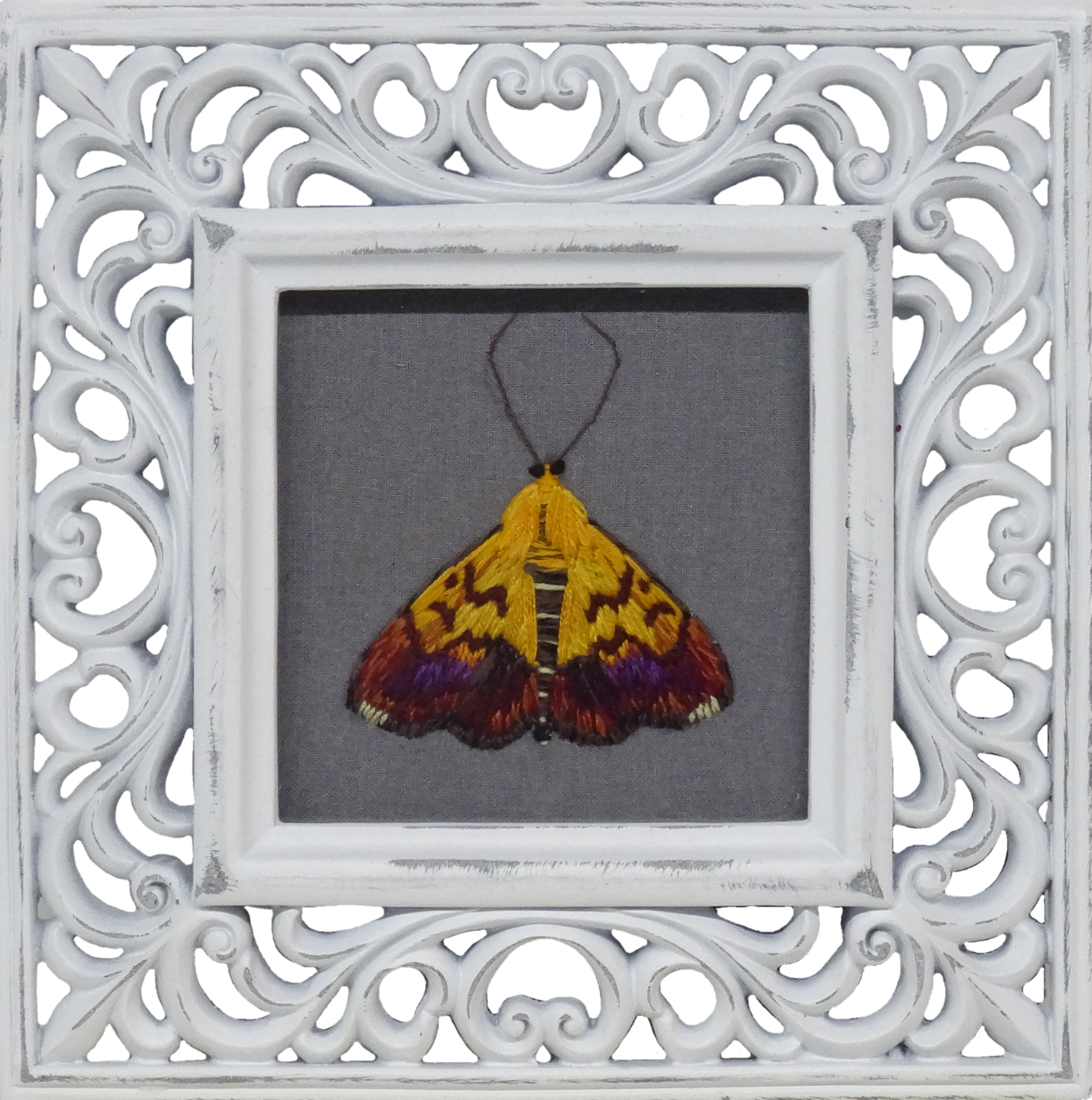 Bicolored Pyrausta Moth (Pyrausta bicoloralis)