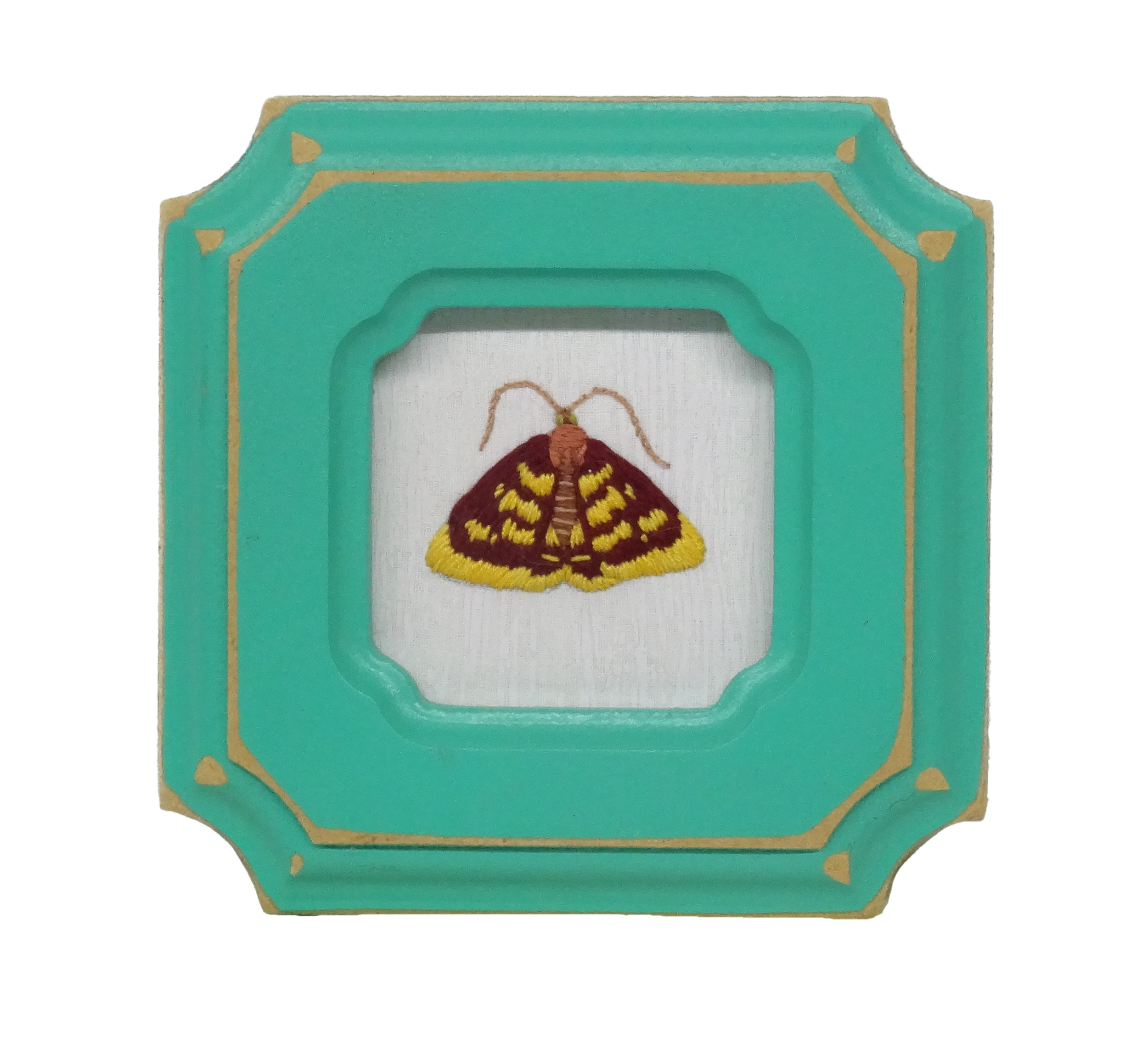 Mint-loving Pyrausta Moth (Pyrausta acrionalis)