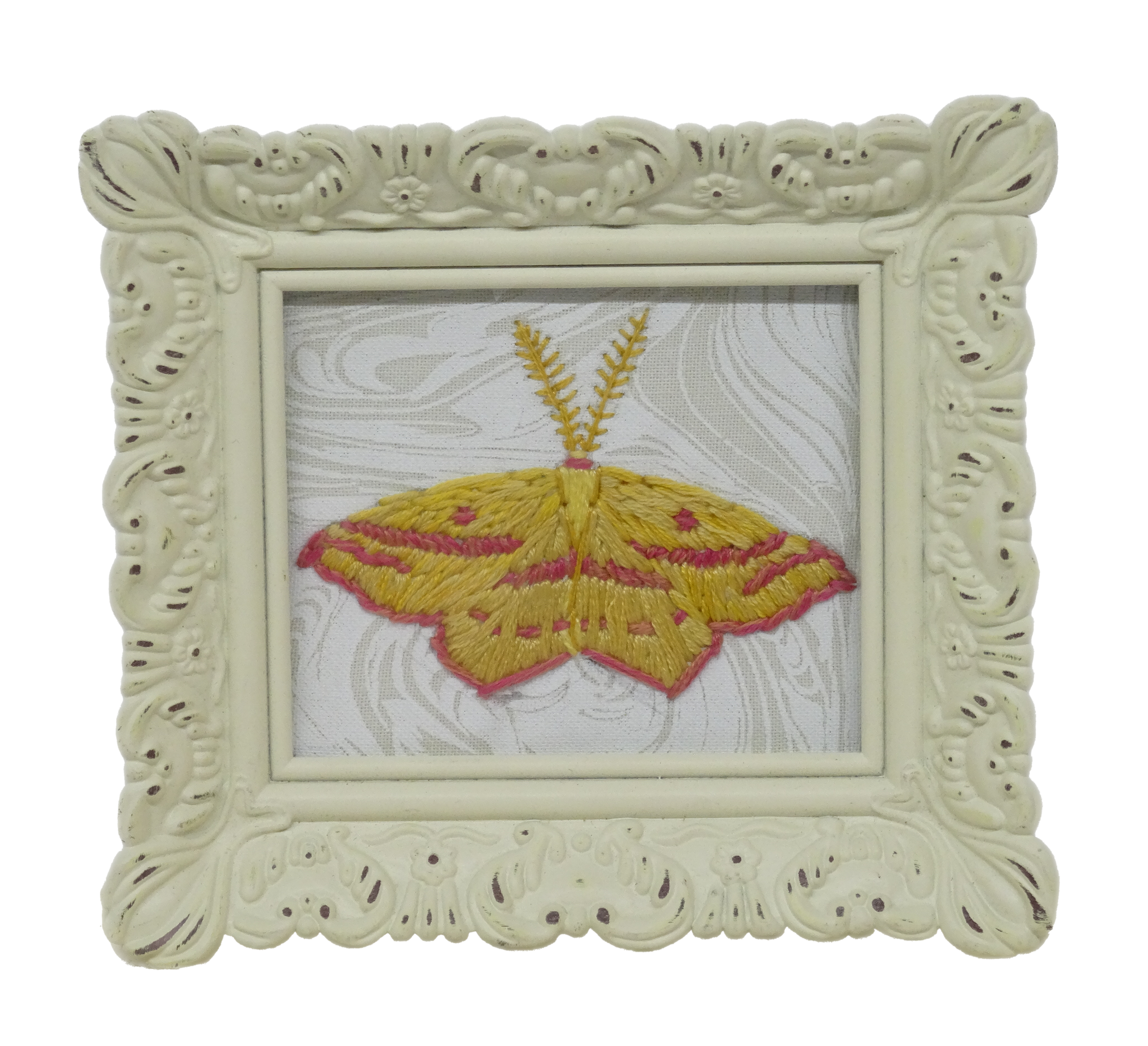 Chickweed Geometer Moth (Haematopis grataria)