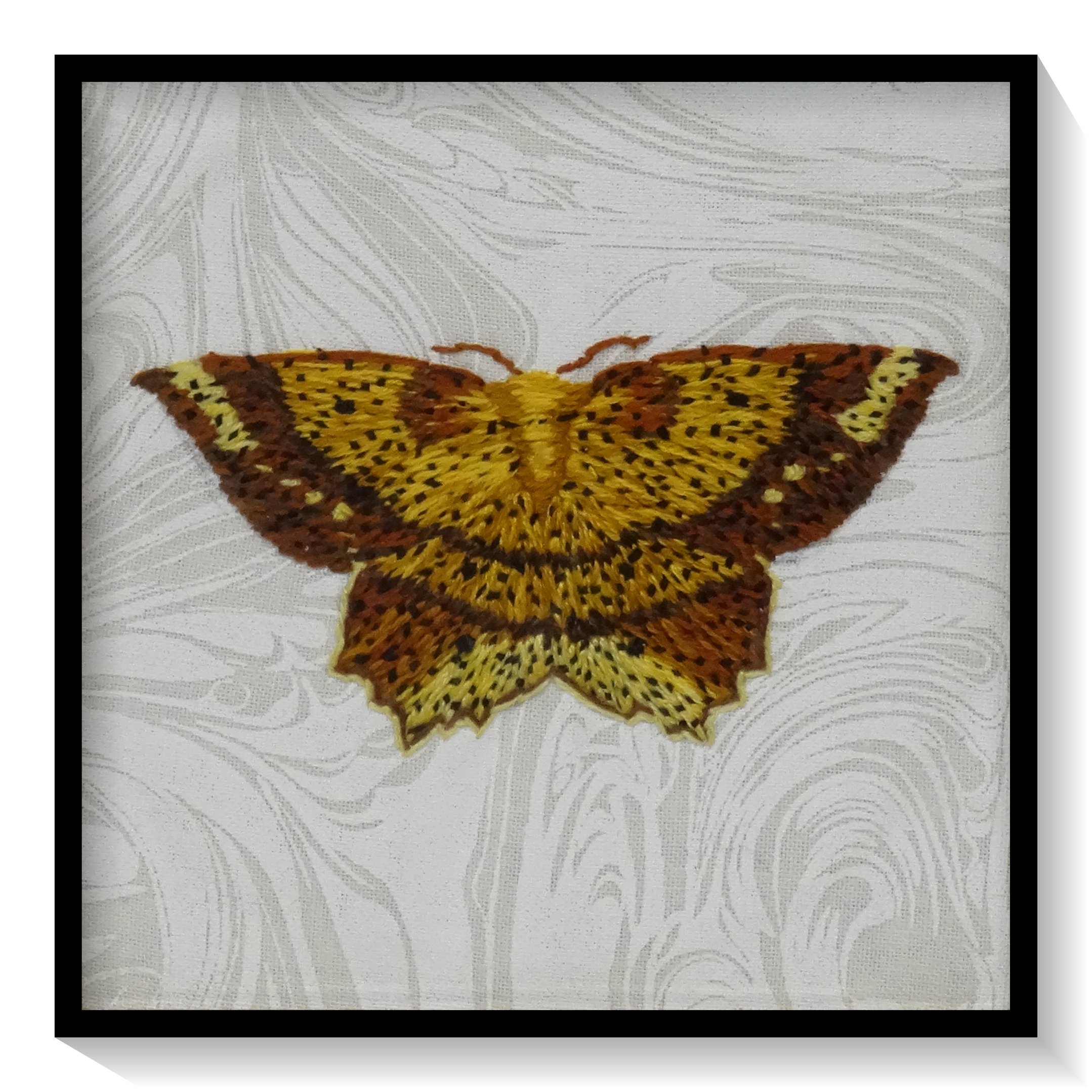 Deep Yellow Euchlaena Moth (Euchlaena amoenaria)