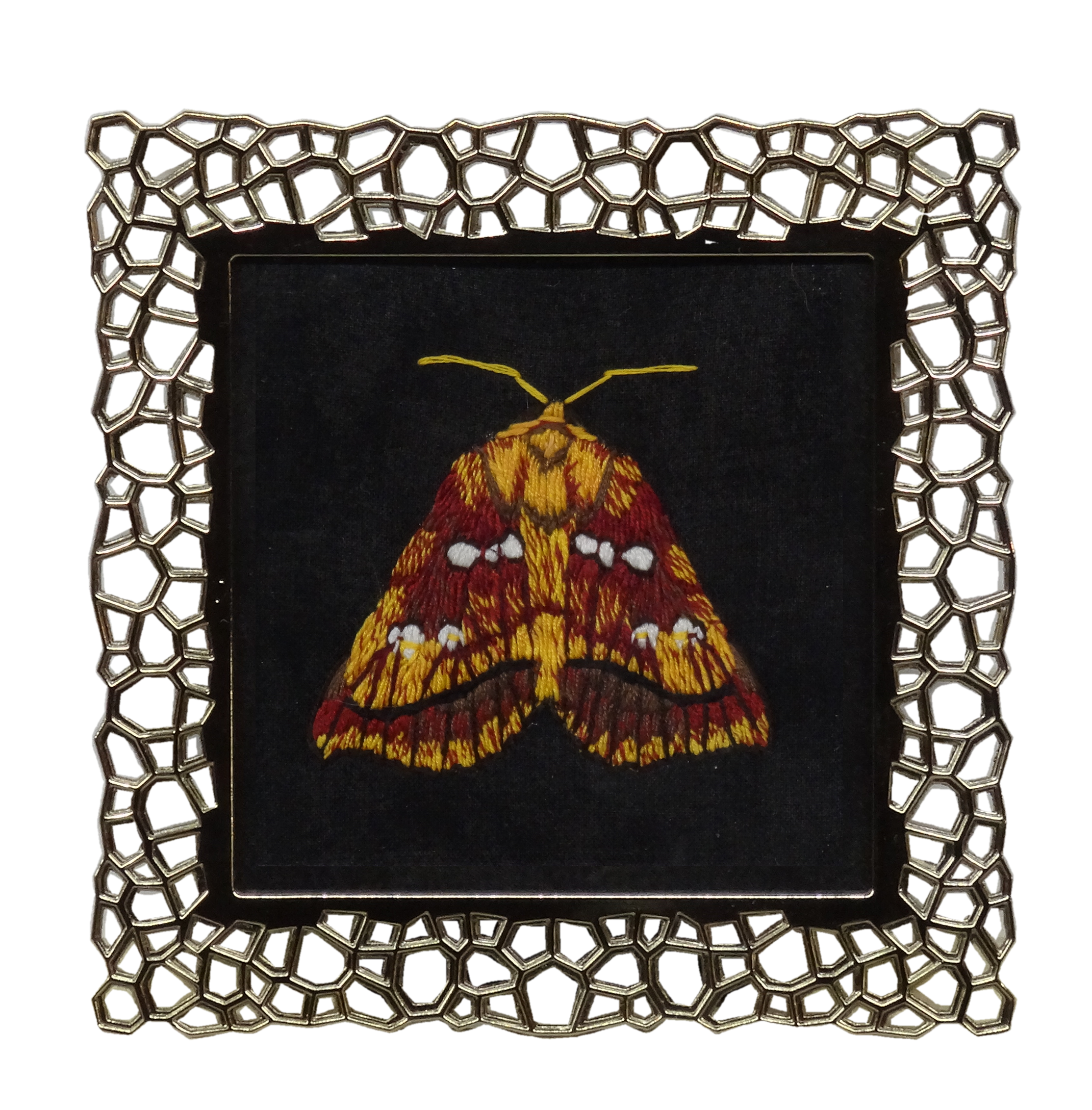 Bracken Borer Moth (Papaipema pterisii)