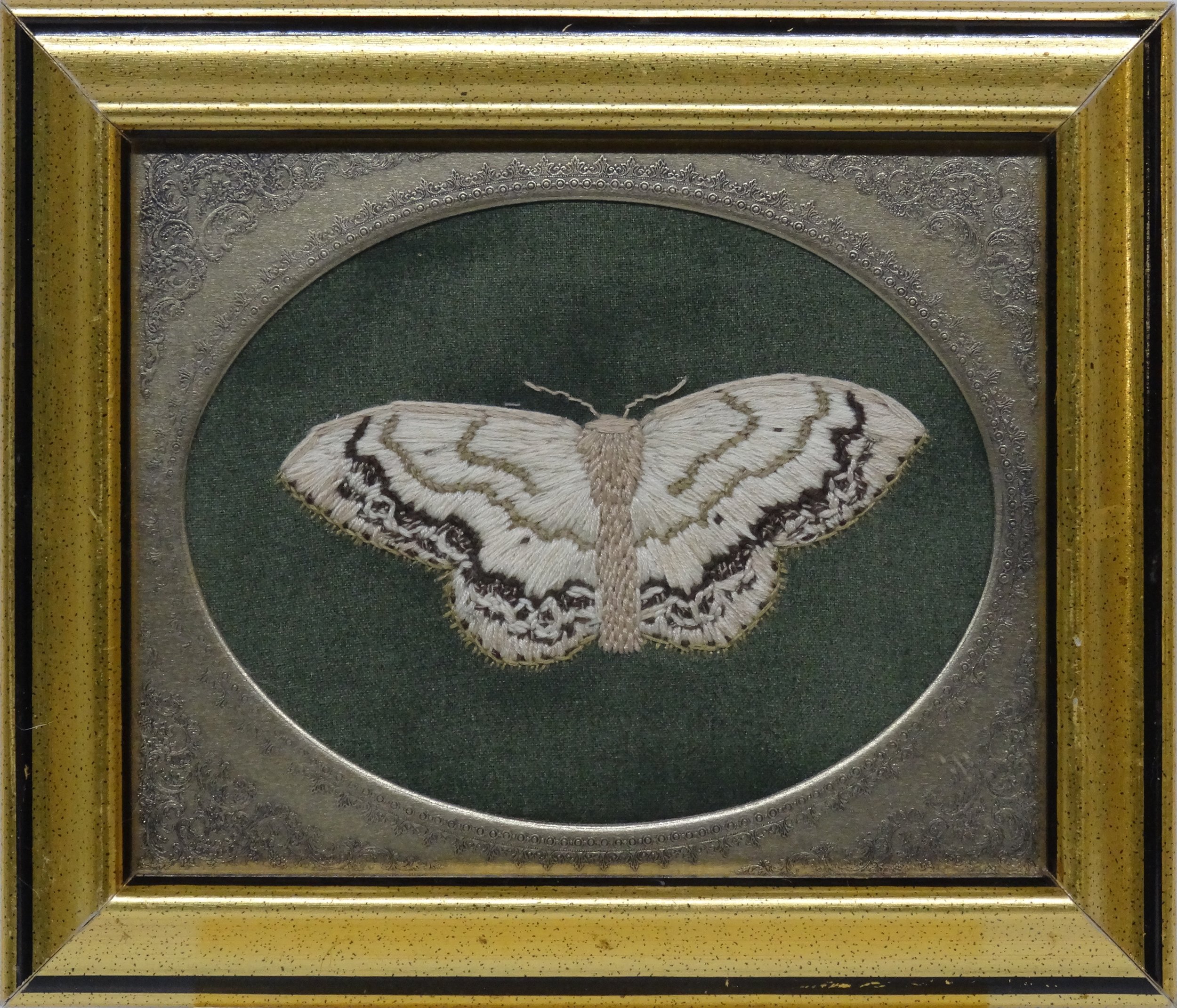 Large Lace Border Moth (Scopula limboundata)