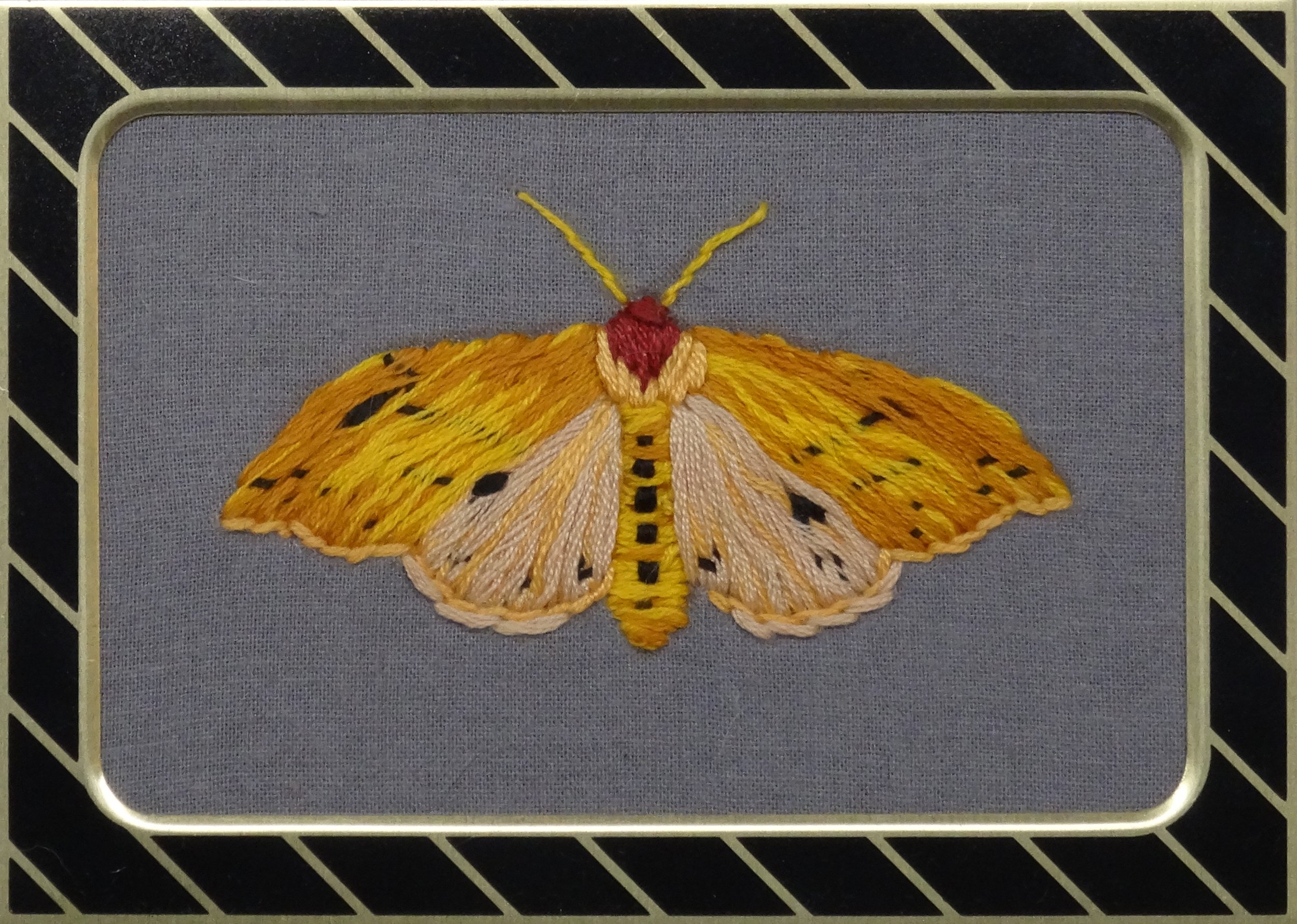 Isabella Tiger Moth (Pyrrharctia isabella)